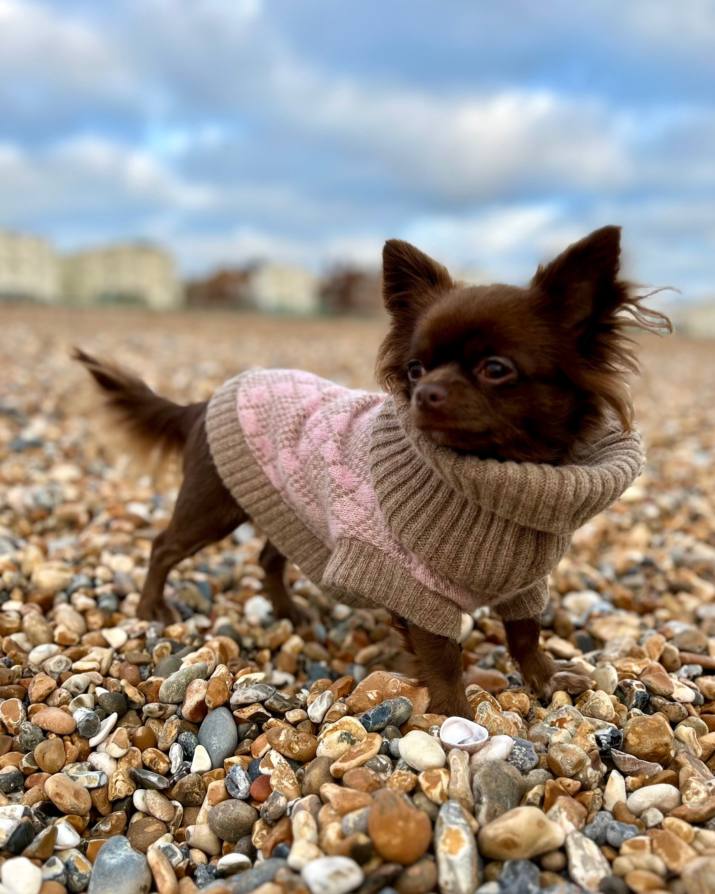 Chihuahua in a pink jumper