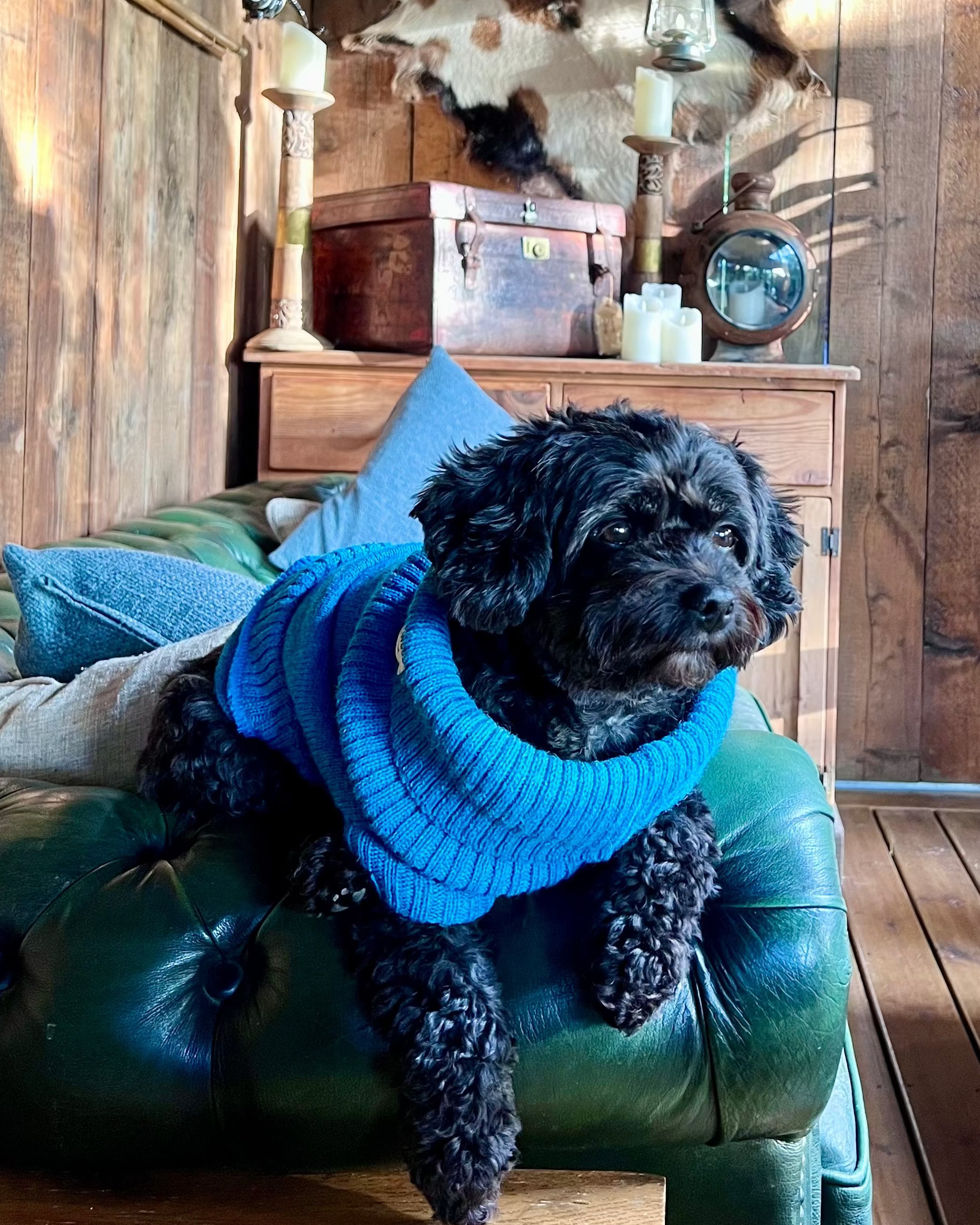 Cavapoo in a knitted jumper
