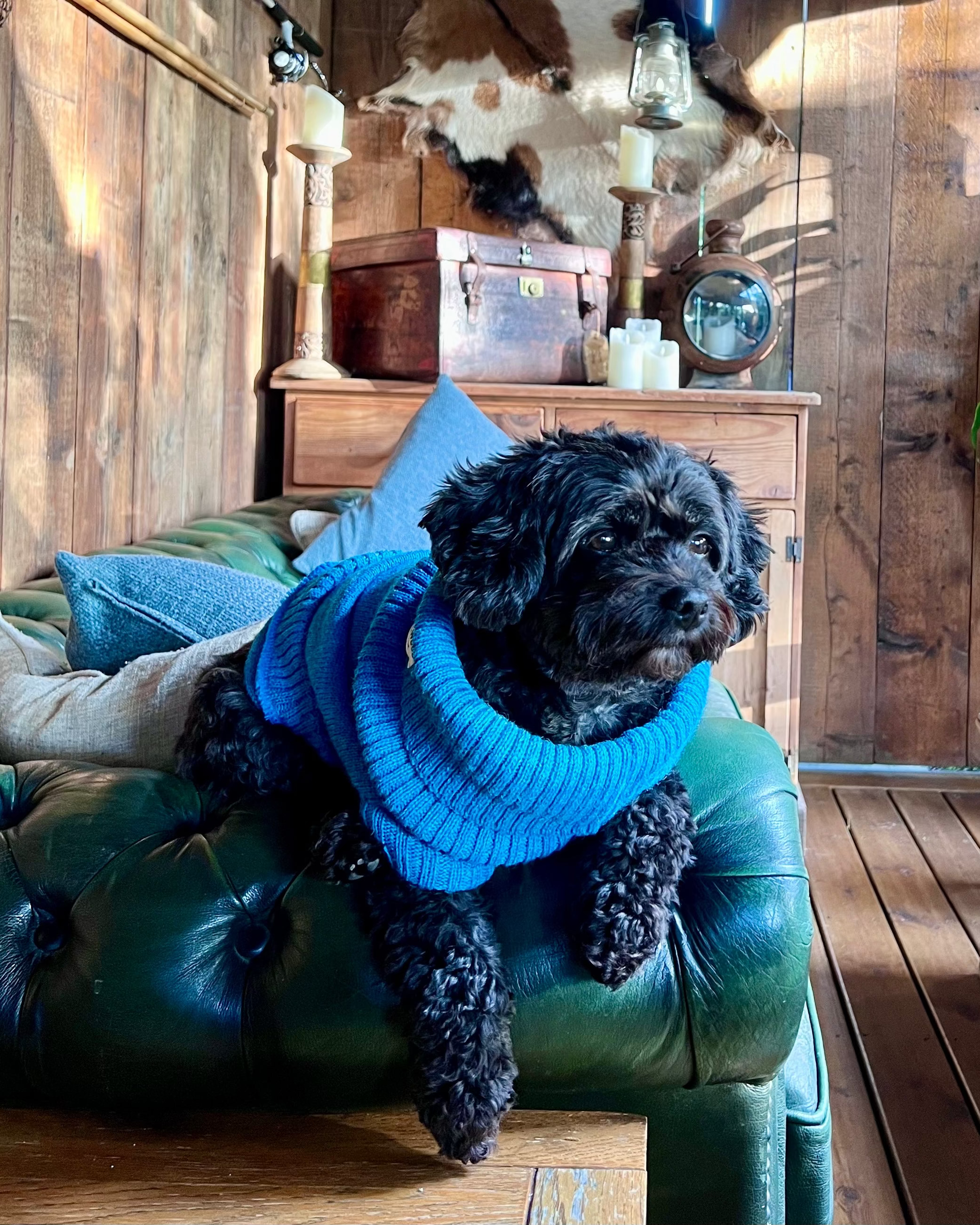 Cavapoo in a knitted jumper