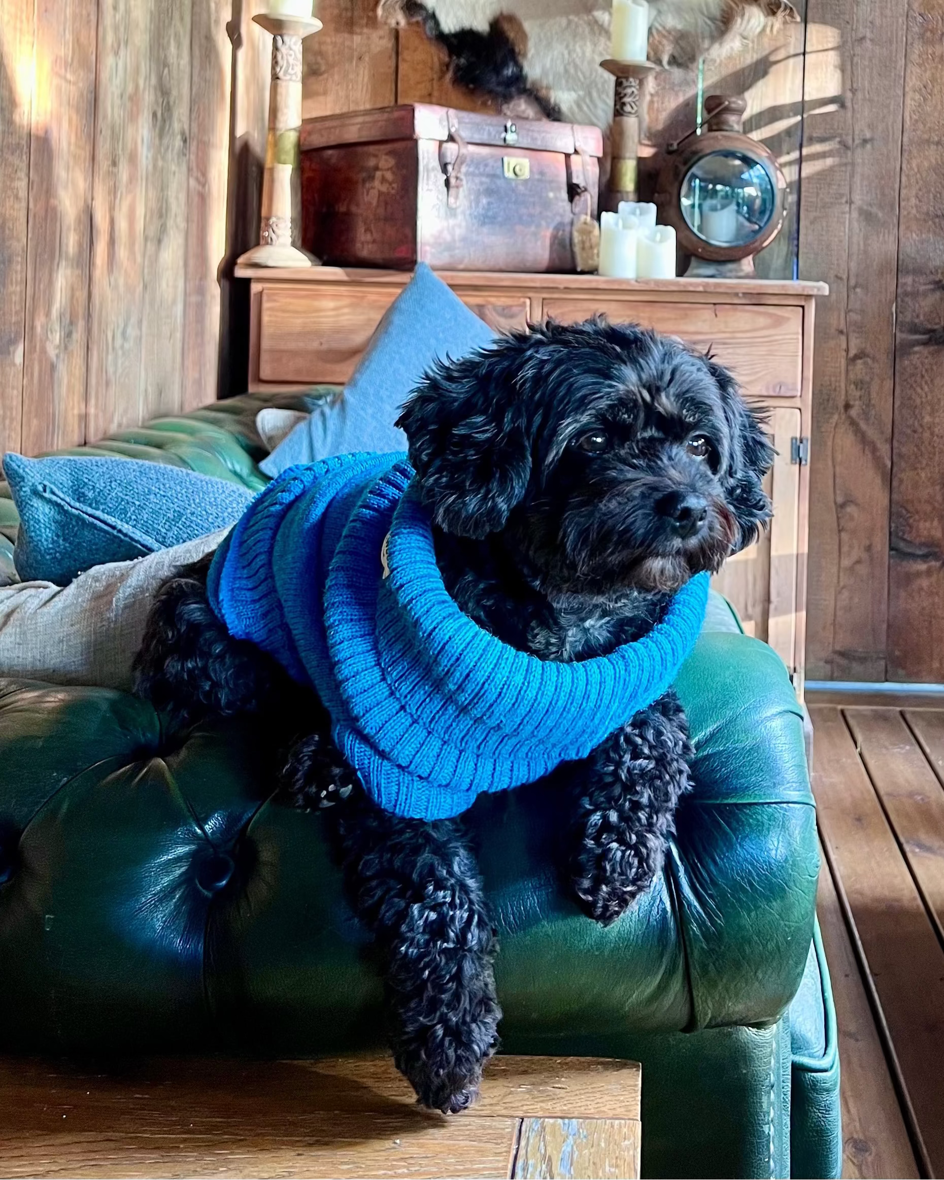 Cavapoo in a knitted jumper