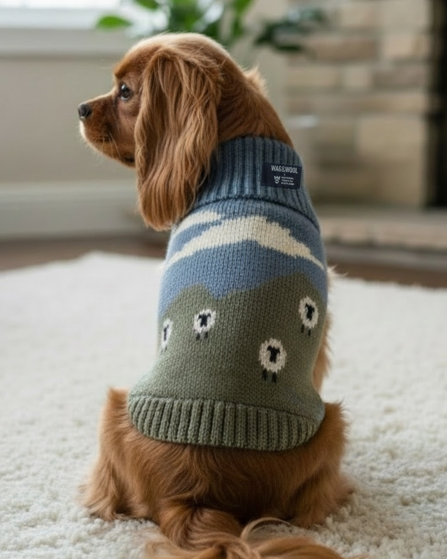 sheep wool dog jumper