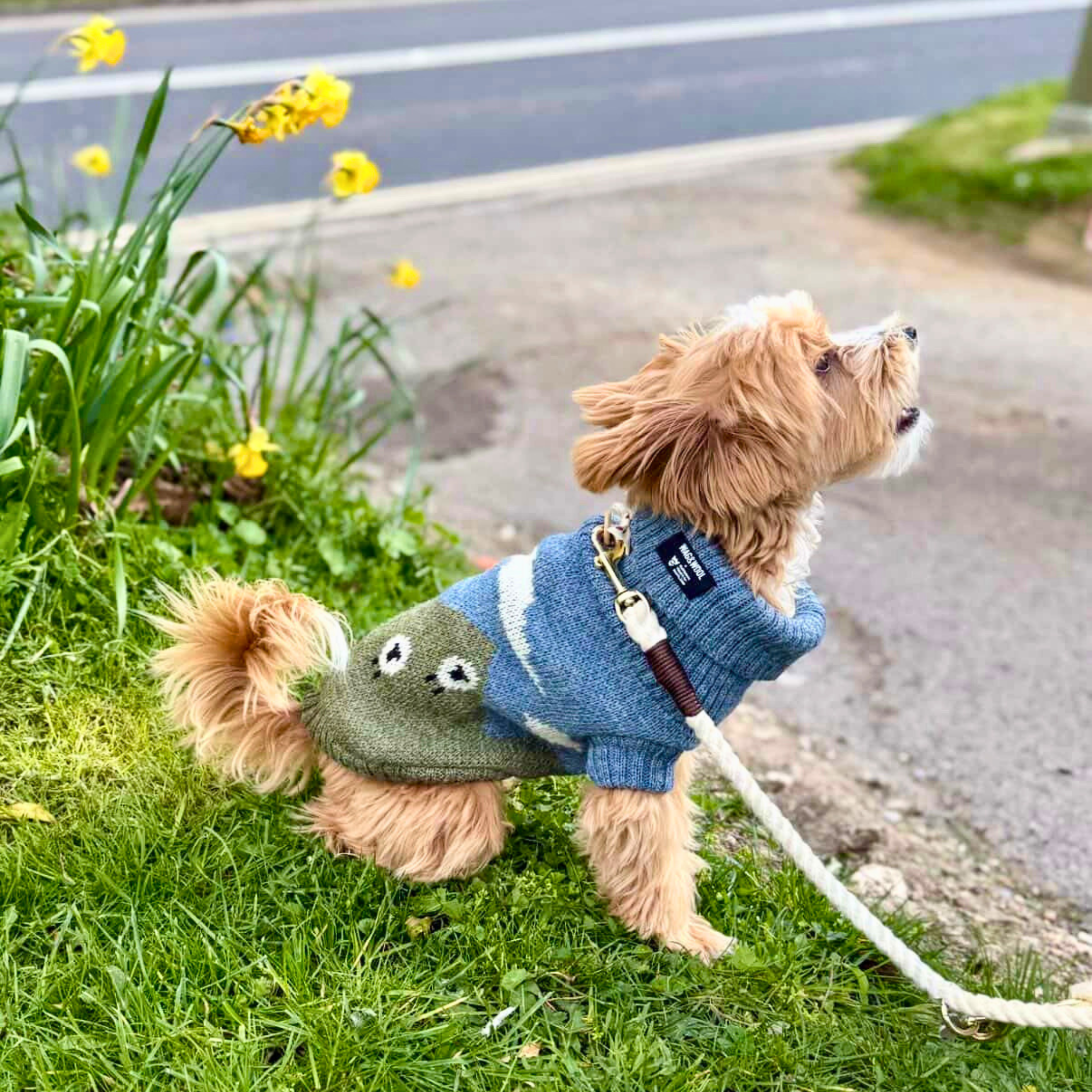 Dog wearing a sweater with a sheep design on a grassy area with flowers and road in the background