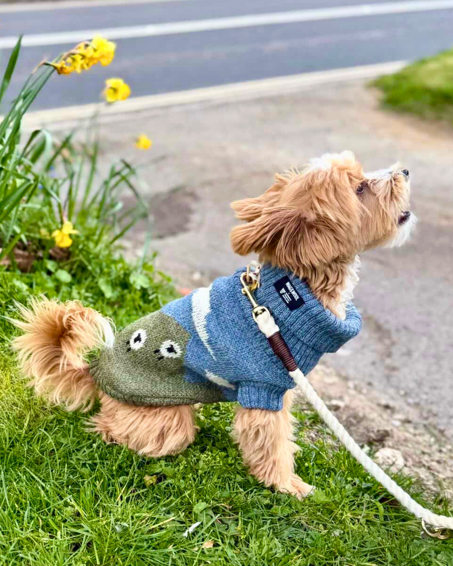 Dog wearing a sweater with a sheep design on a grassy area with flowers and road in the background
