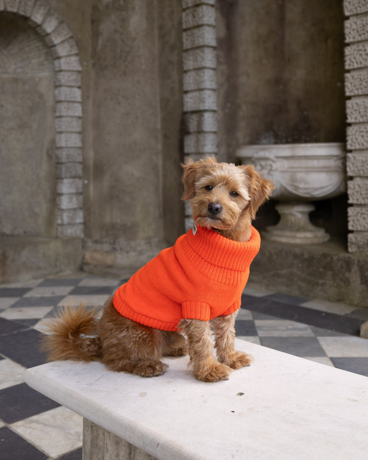 A small brown dog wearing a bright orange knit sweater sits on a white stone bench in front of a stone wall with arches and a black-and-white checkered floor.