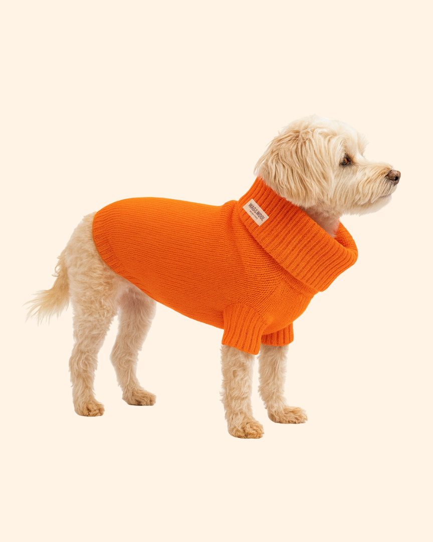 lava orange british wool dog jumper