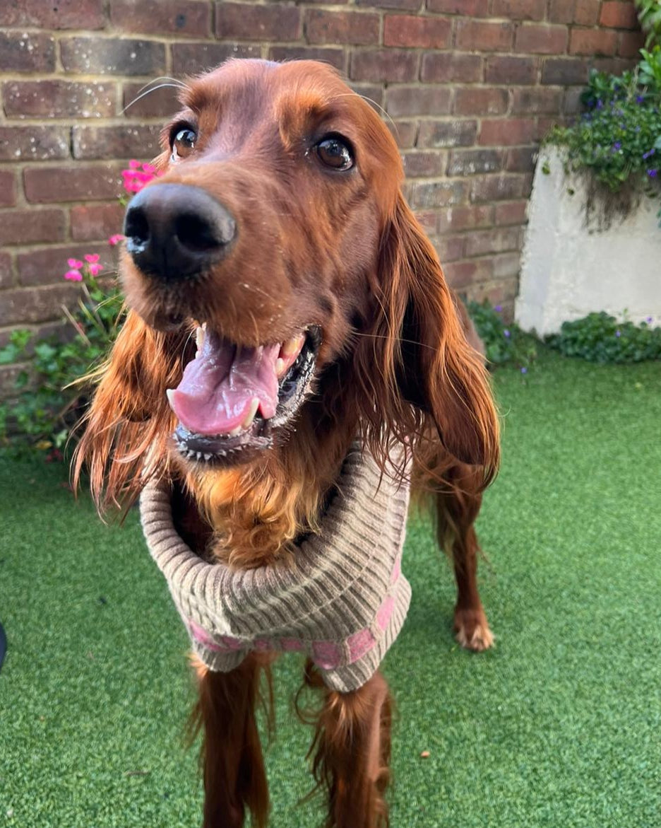 happy dog