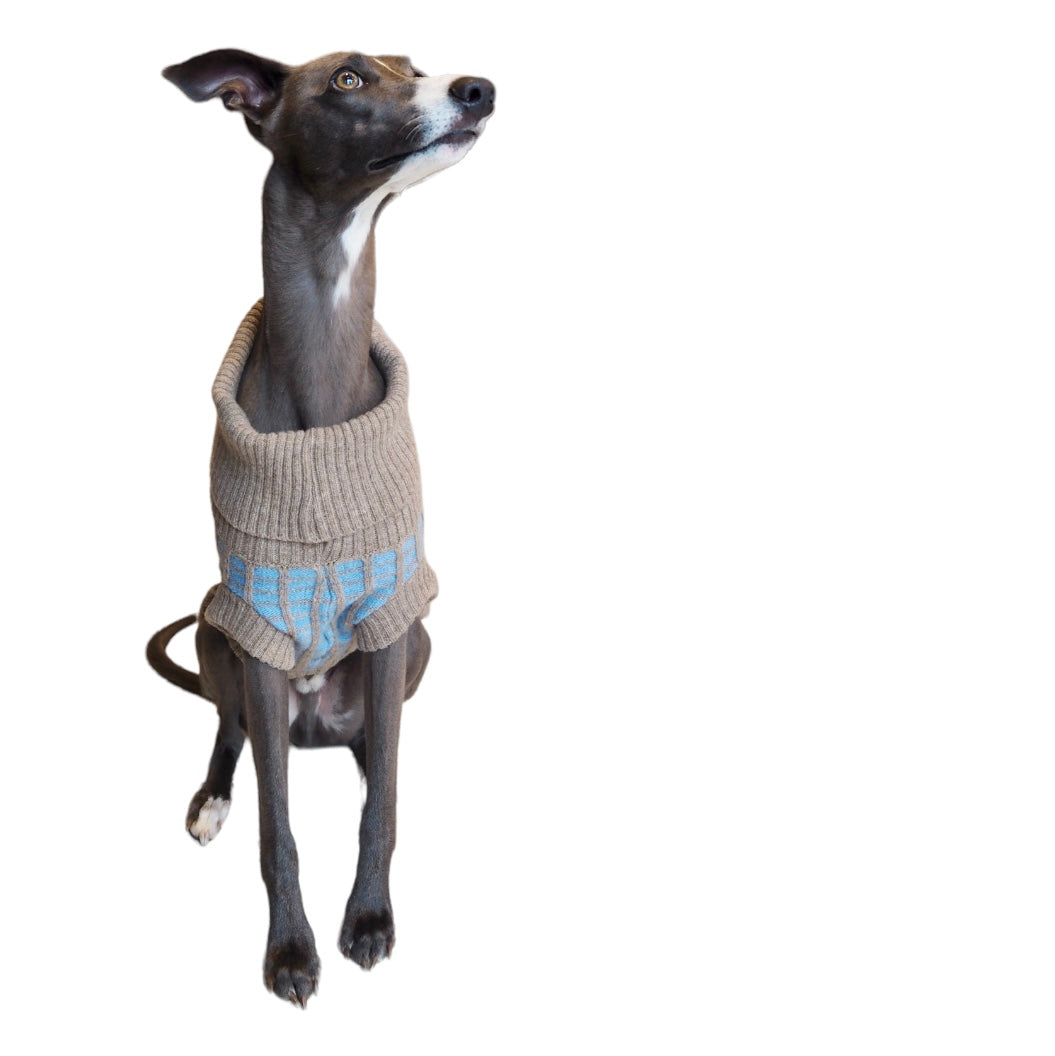 whippet in a knitted jumper 
