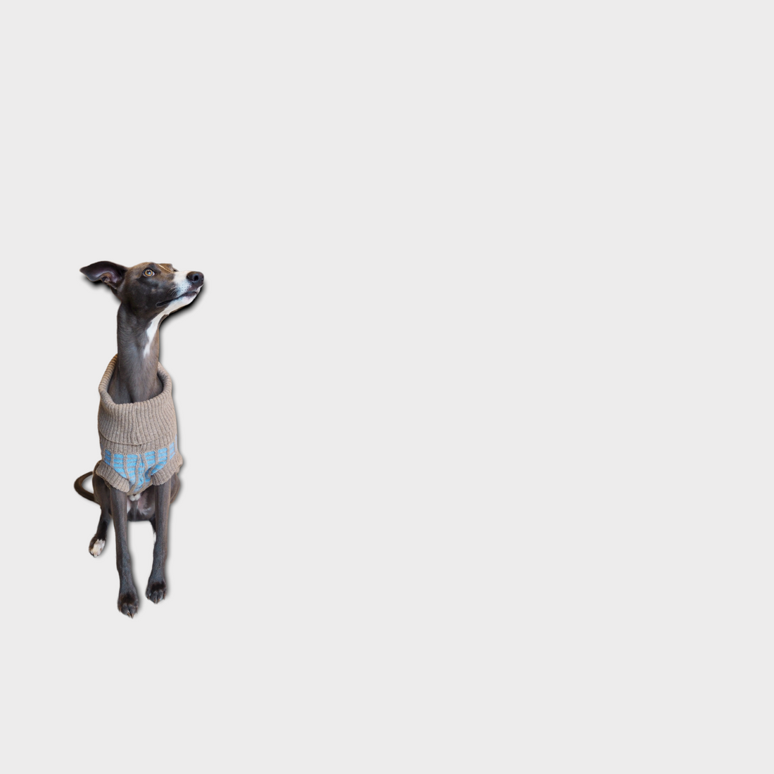 whippet in a sky blue dog jumper