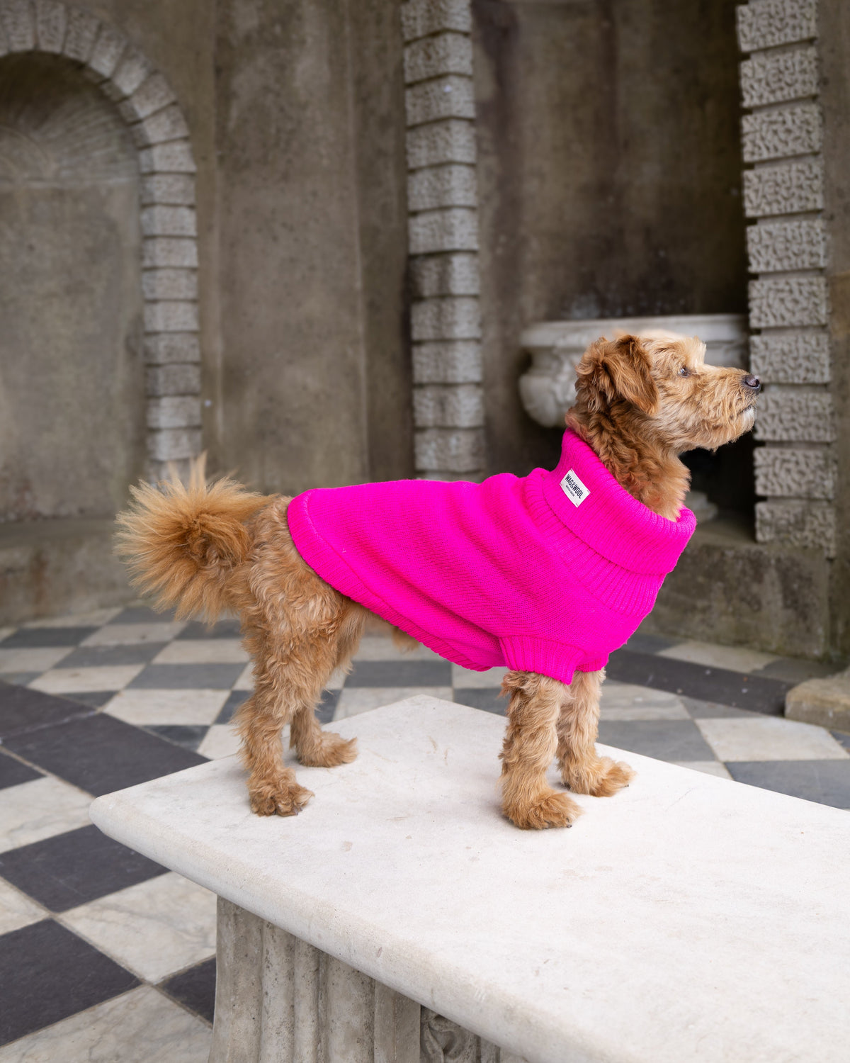 A small brown dog wearing a bright pink dog sweater stands on a stone bench in front of a stone building with arches and a black-and-white checkered floor.