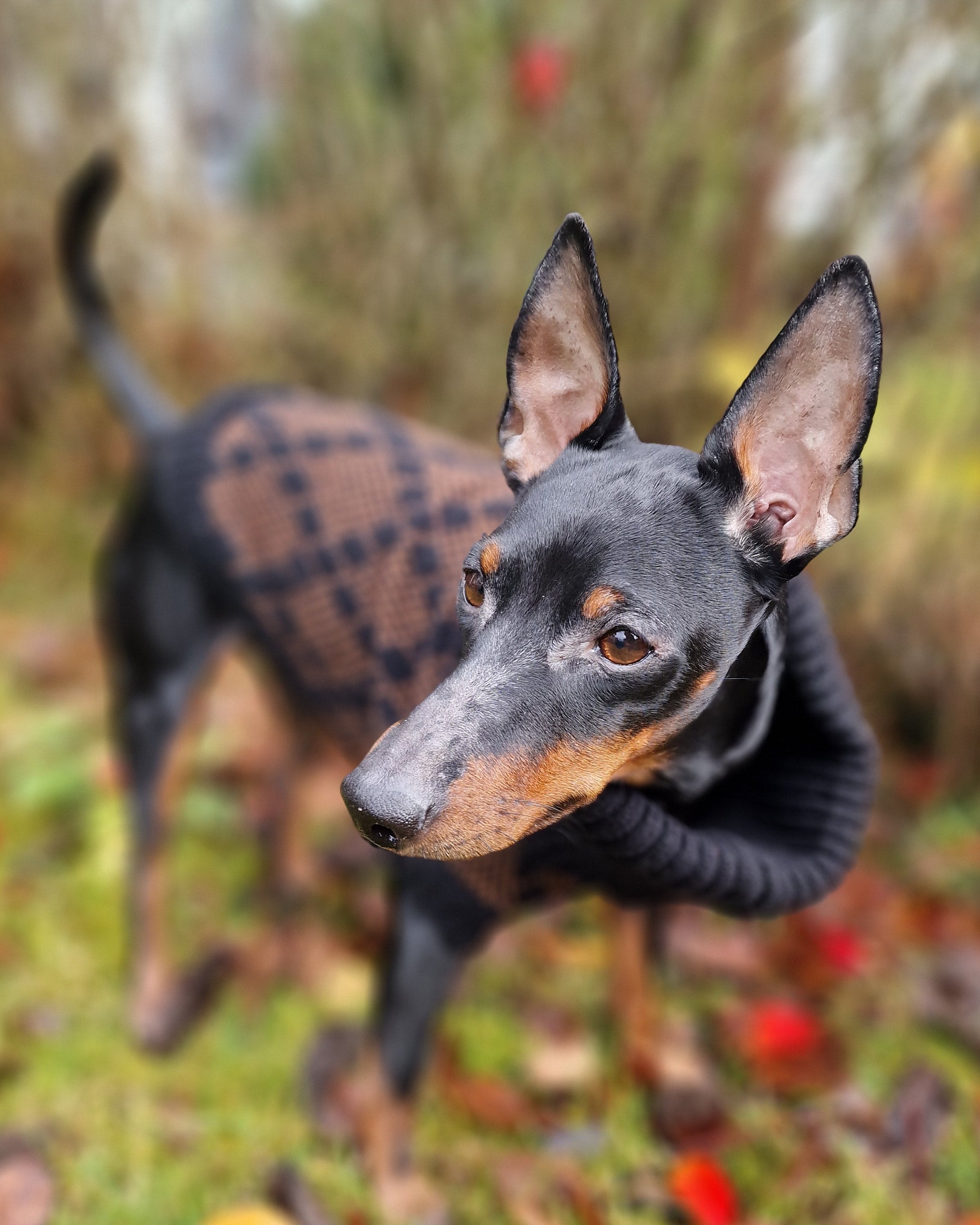Dog wearing a sweater in an outdoor setting with grass and leaves.