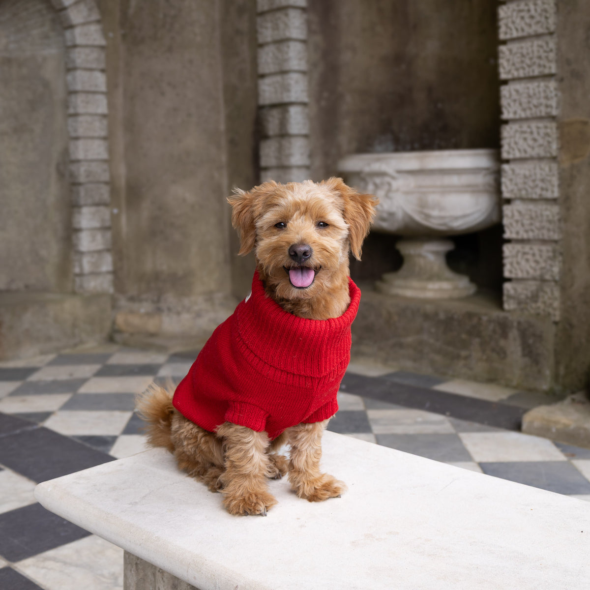 A small brown dog wearing a bright red knit sweater sits on a white stone bench in an arched stone courtyard with a black-and-white checkered floor.