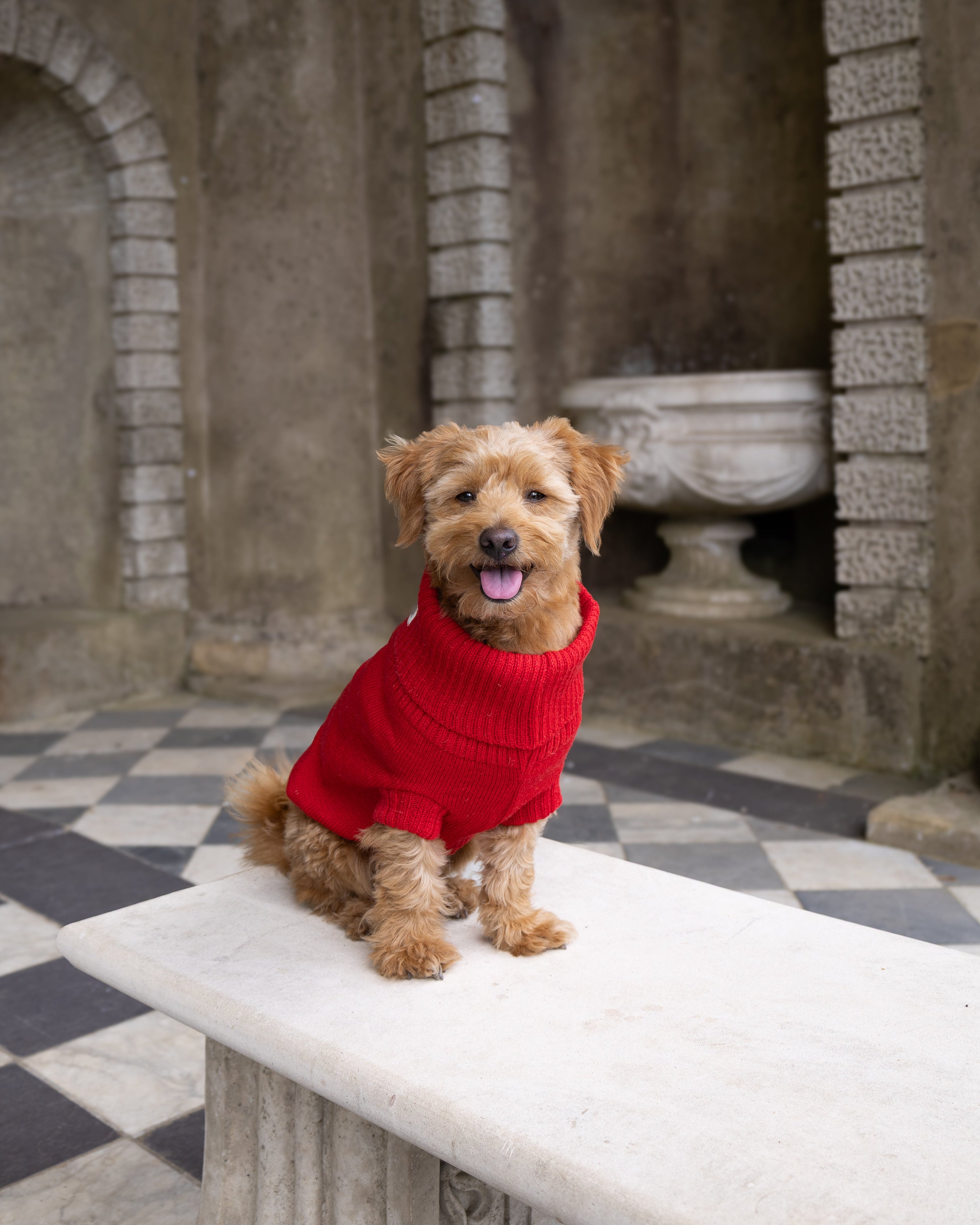 A small brown dog wearing a bright red knit sweater sits on a white stone bench in an arched stone courtyard with a black-and-white checkered floor.