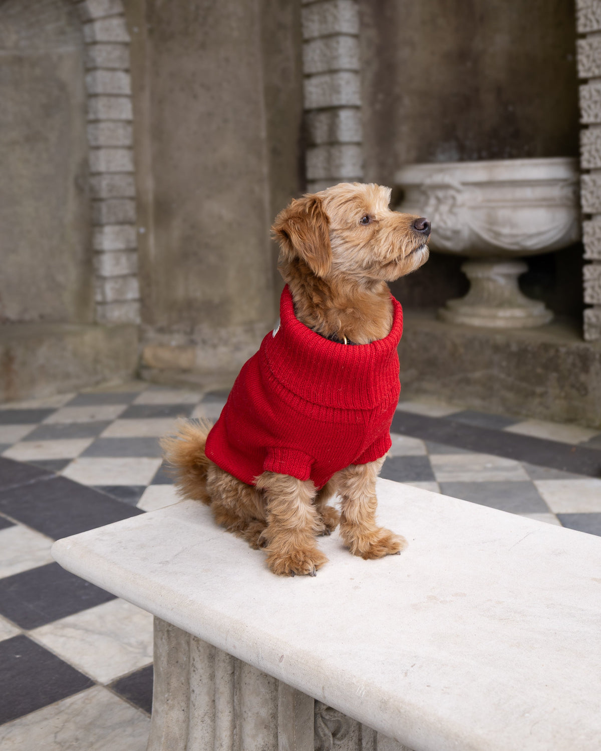 A small brown dog wearing a bright red knit sweater sits on a white stone bench in an outdoor stone courtyard with arches and a black-and-white checkered floor.