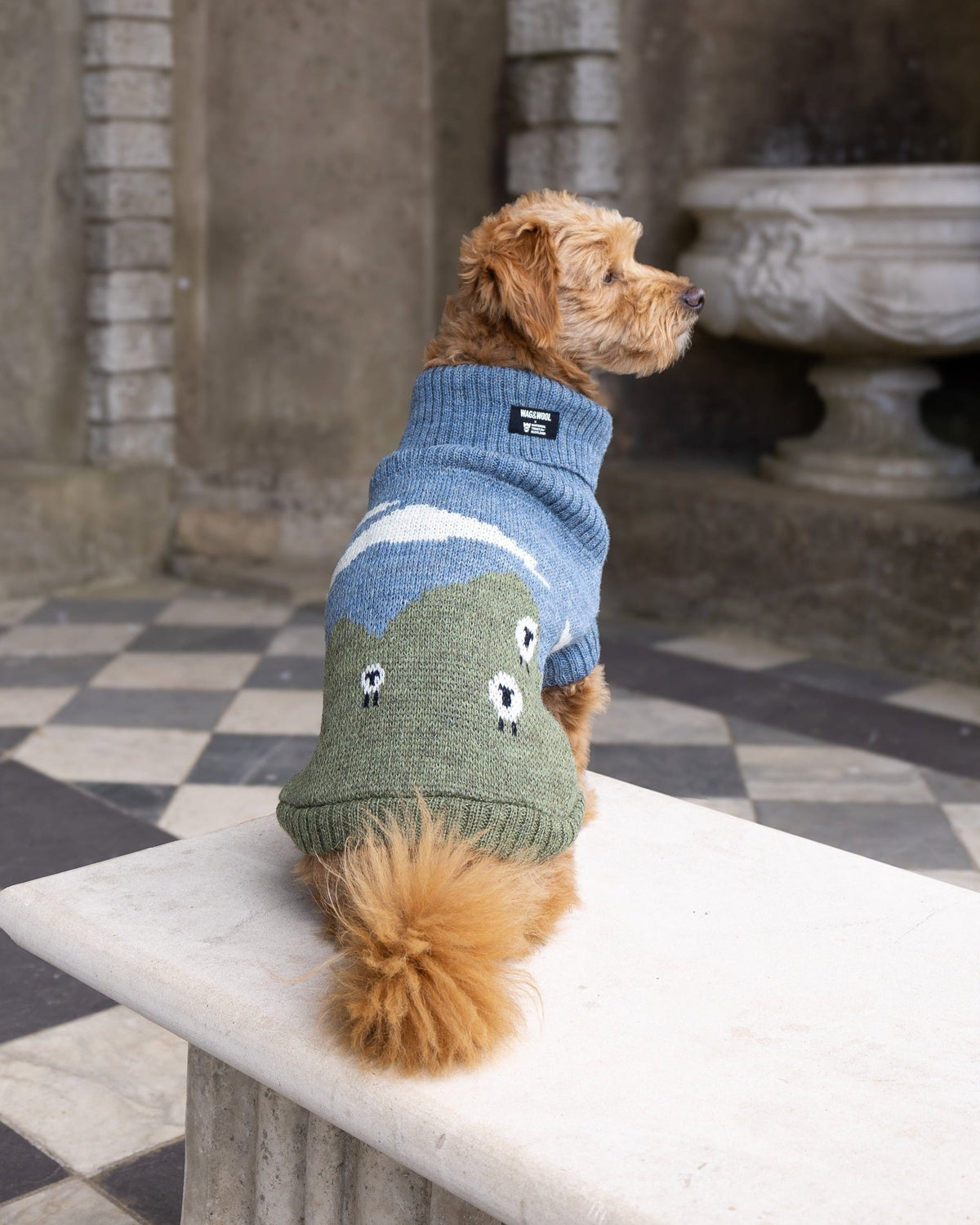 A small dog sits on a stone bench in a historic stone courtyard, wearing a knitted pet sweater