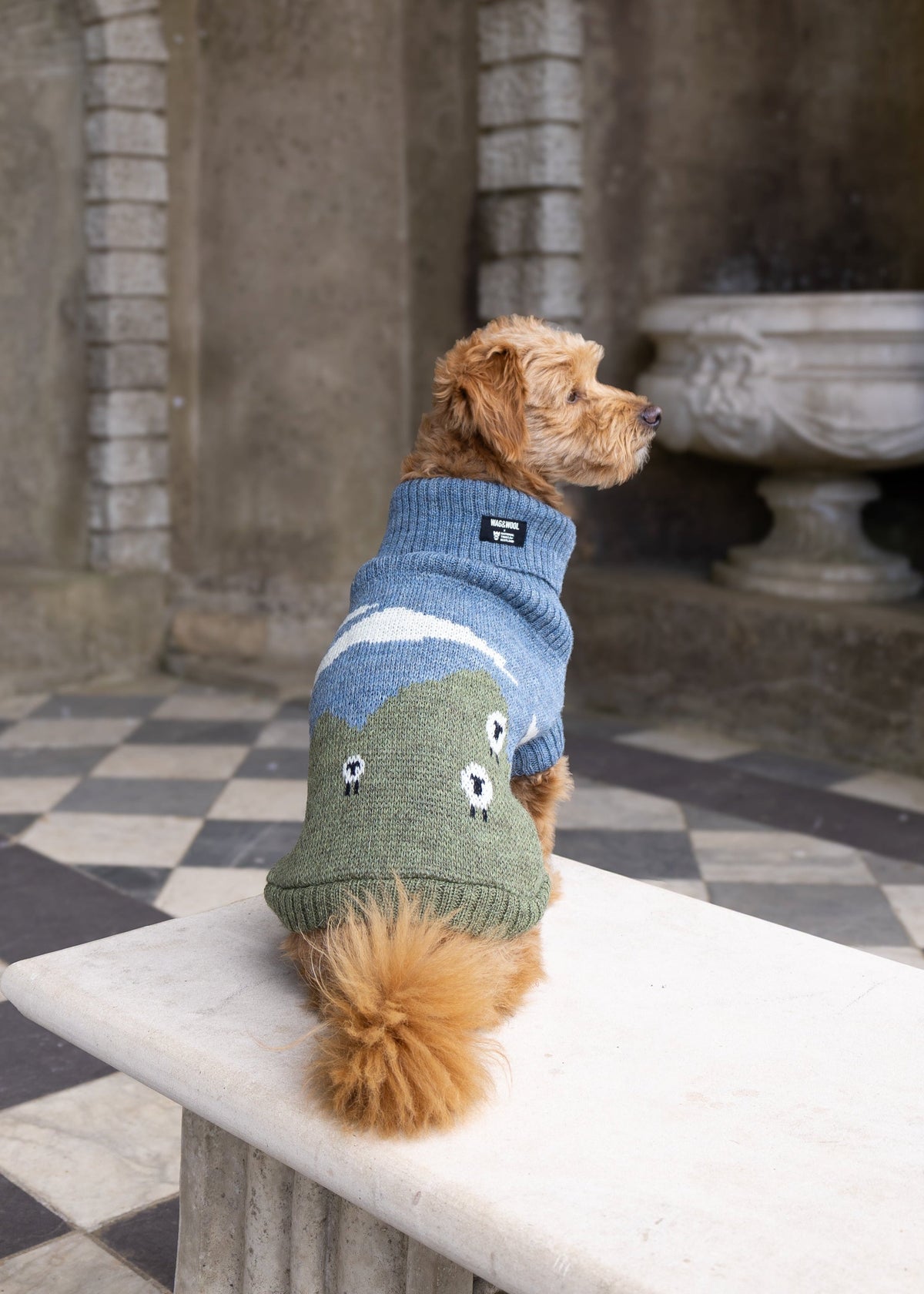 A small dog sits on a stone bench in a historic stone courtyard, wearing a knitted pet sweater