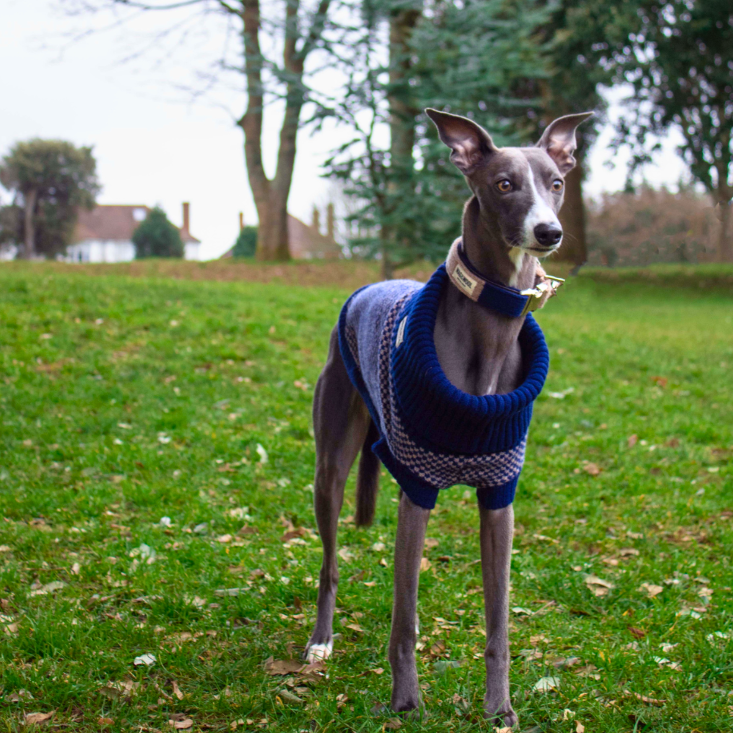 navy whippet jumper
