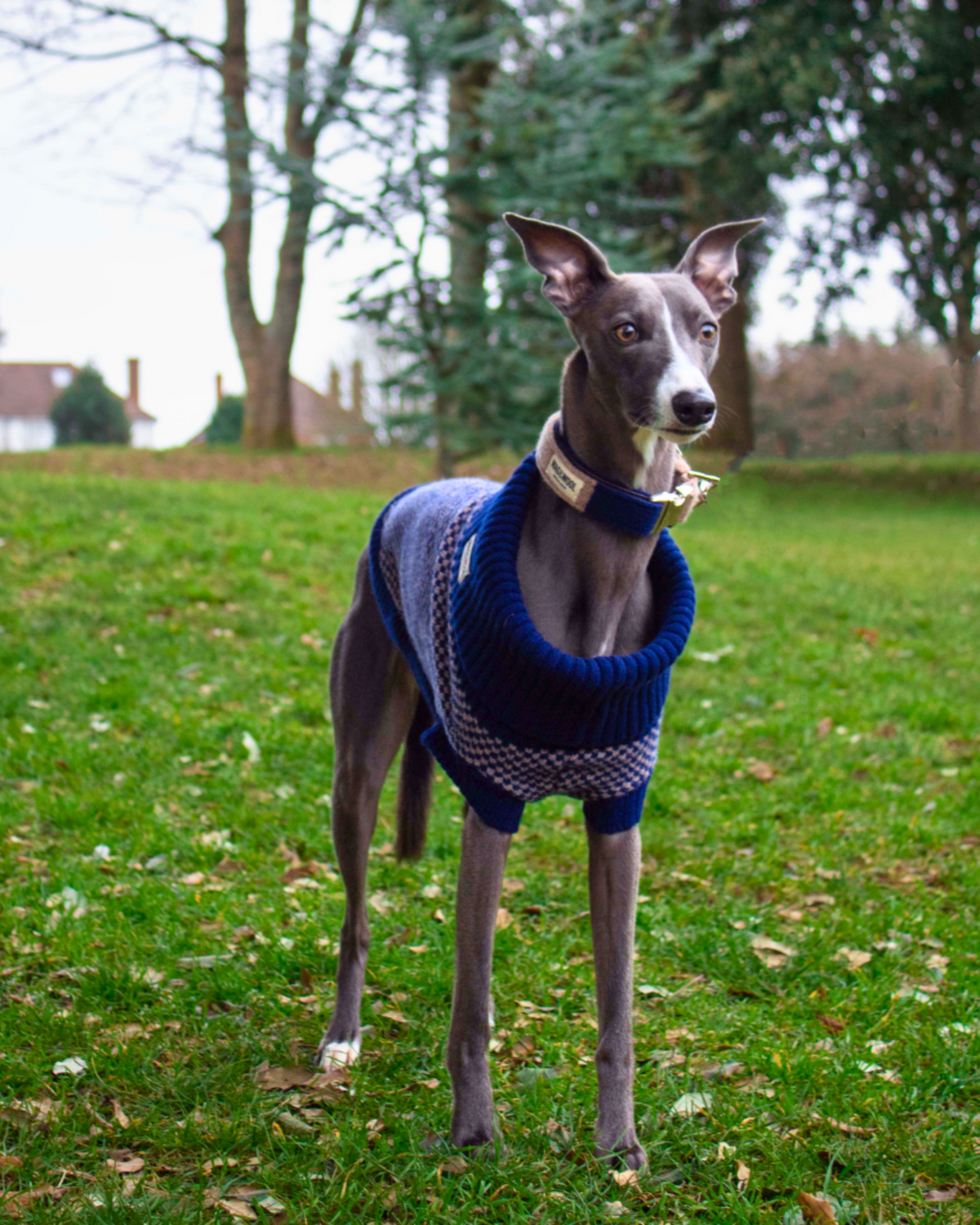 navy whippet jumper