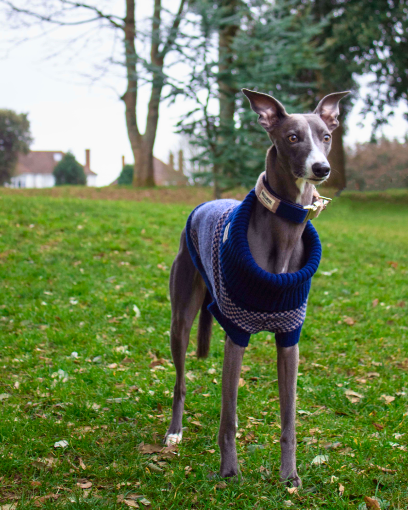 navy whippet jumper