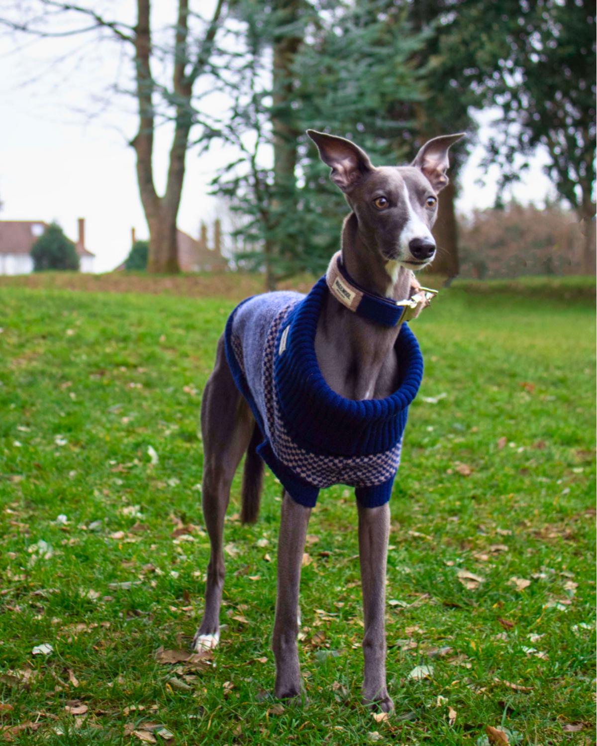 navy whippet jumper