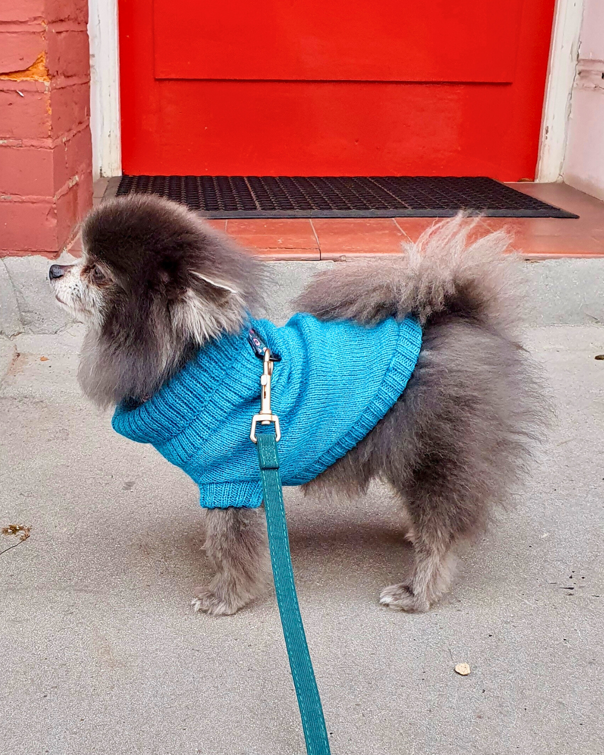 Pomeranian wearing a cerulean blue dog jumper