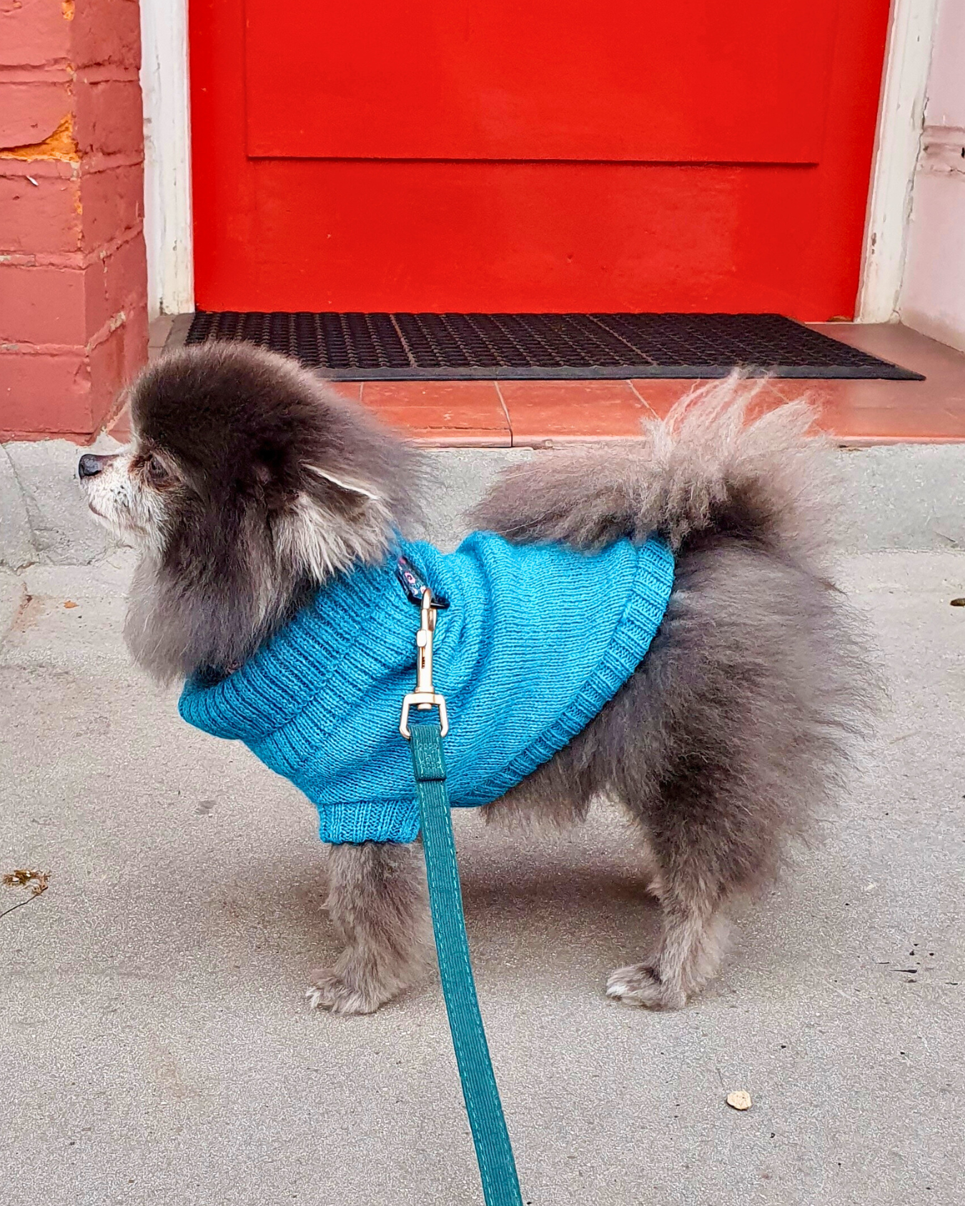 Pomeranian wearing a cerulean blue dog jumper