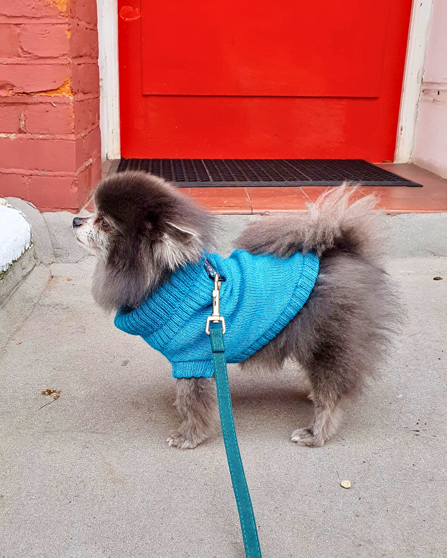Pomeranian wearing a cerulean blue dog jumper