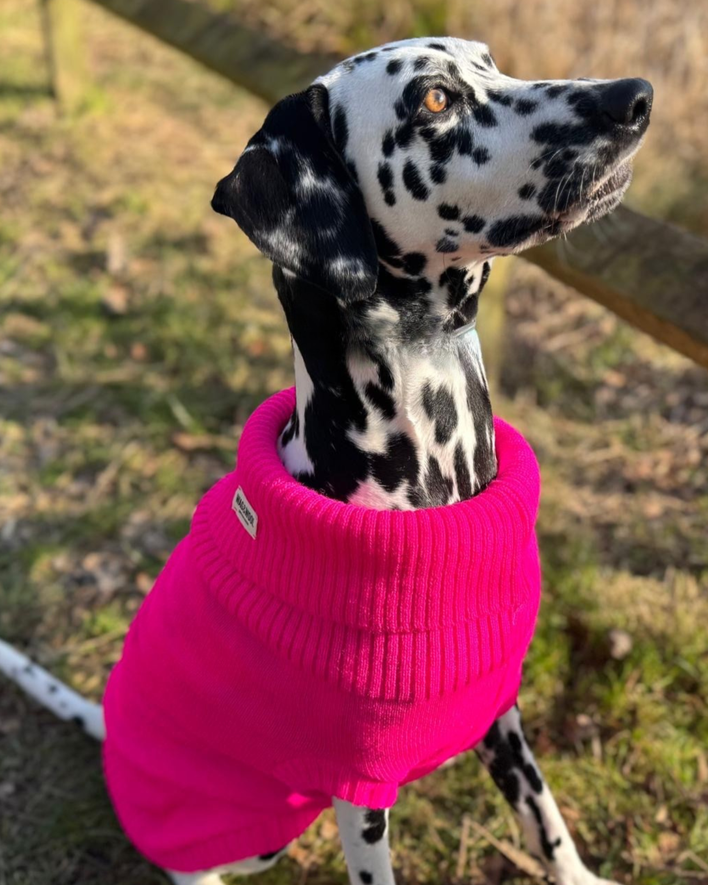 Dalmatian in an extra large dog jumper