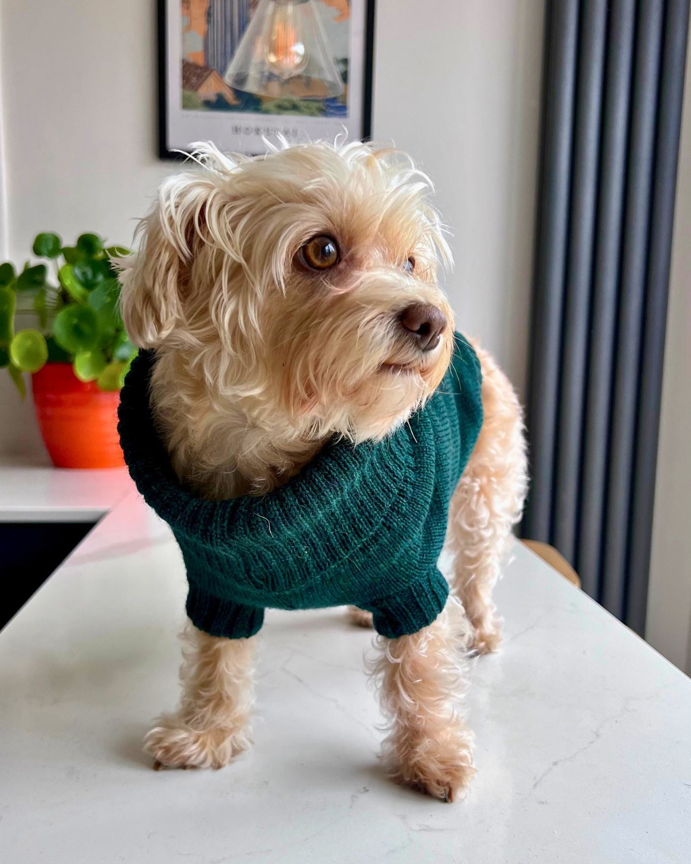 green dog jumper