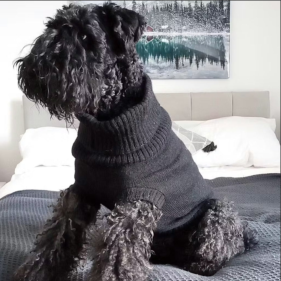 terrier wearing a dog jumper