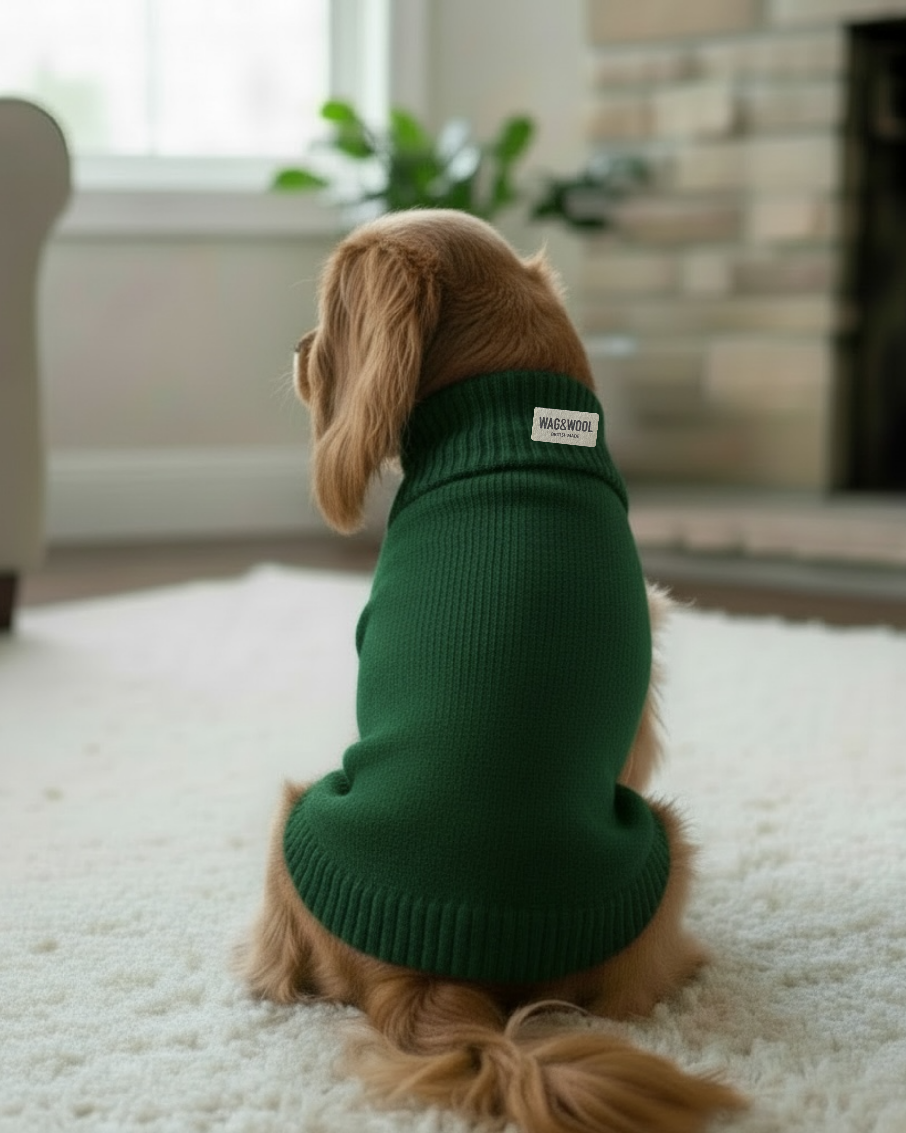 Dog wearing a green sweater sitting on a carpeted floor in a living room.