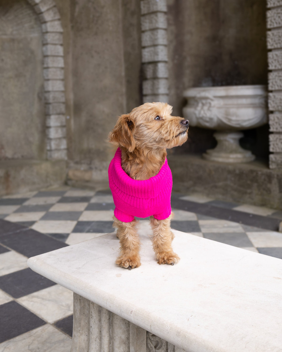 A small tan dog wearing a bright pink knit sweater stands on a white stone bench in an arched stone courtyard with a black-and-white checkered floor.