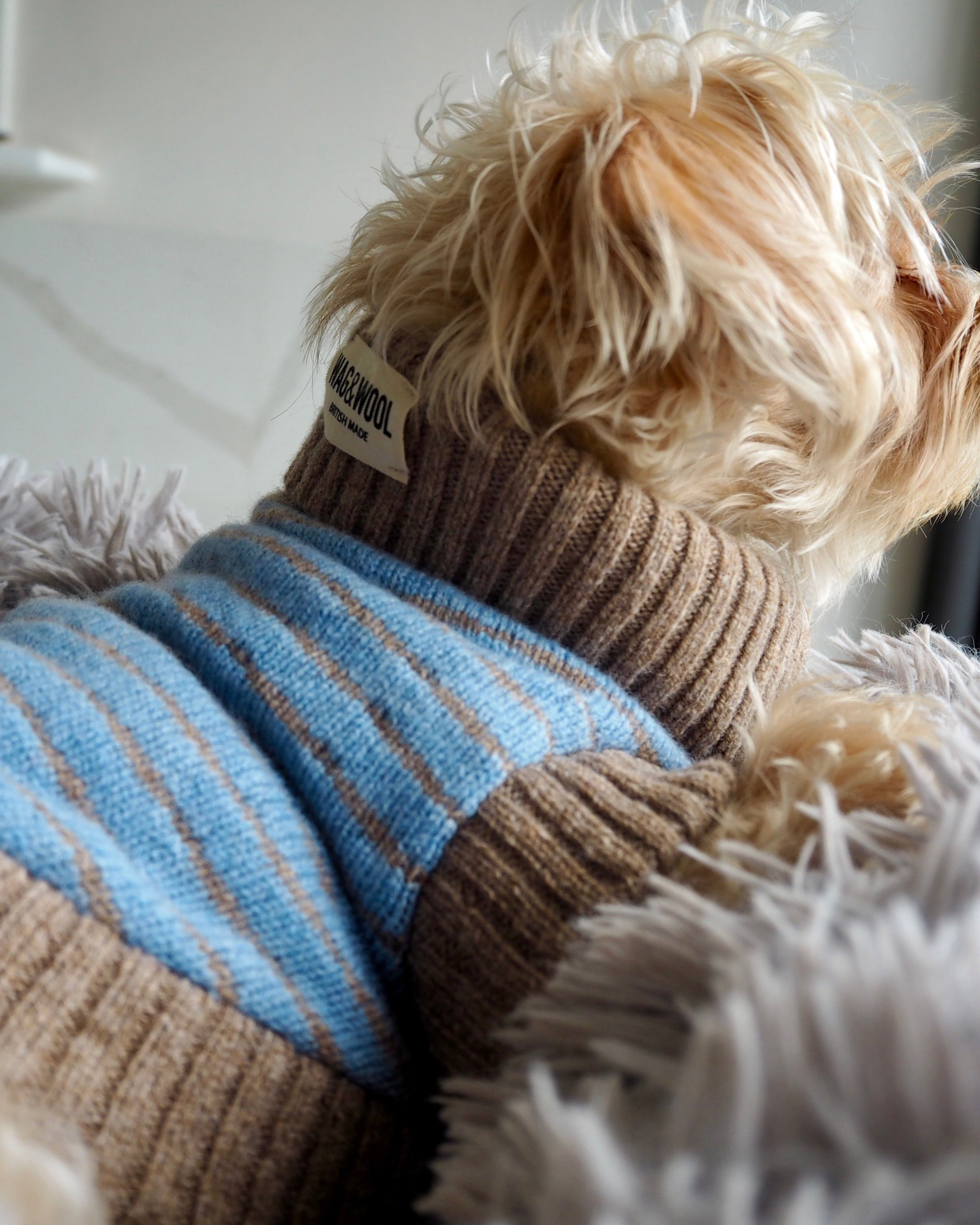 puppy in a blue jumper