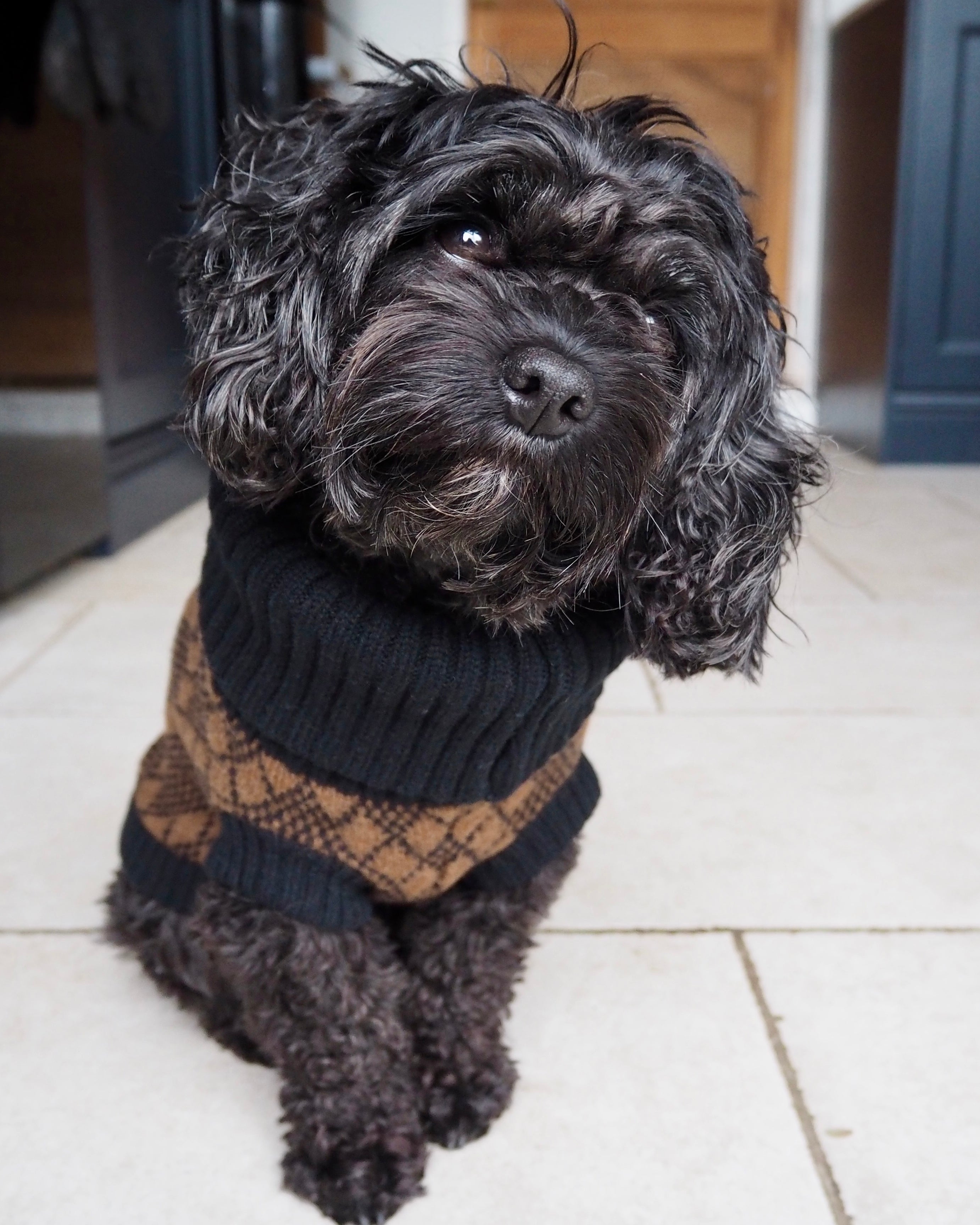 black cavapoo in a black and brown knitted jumper