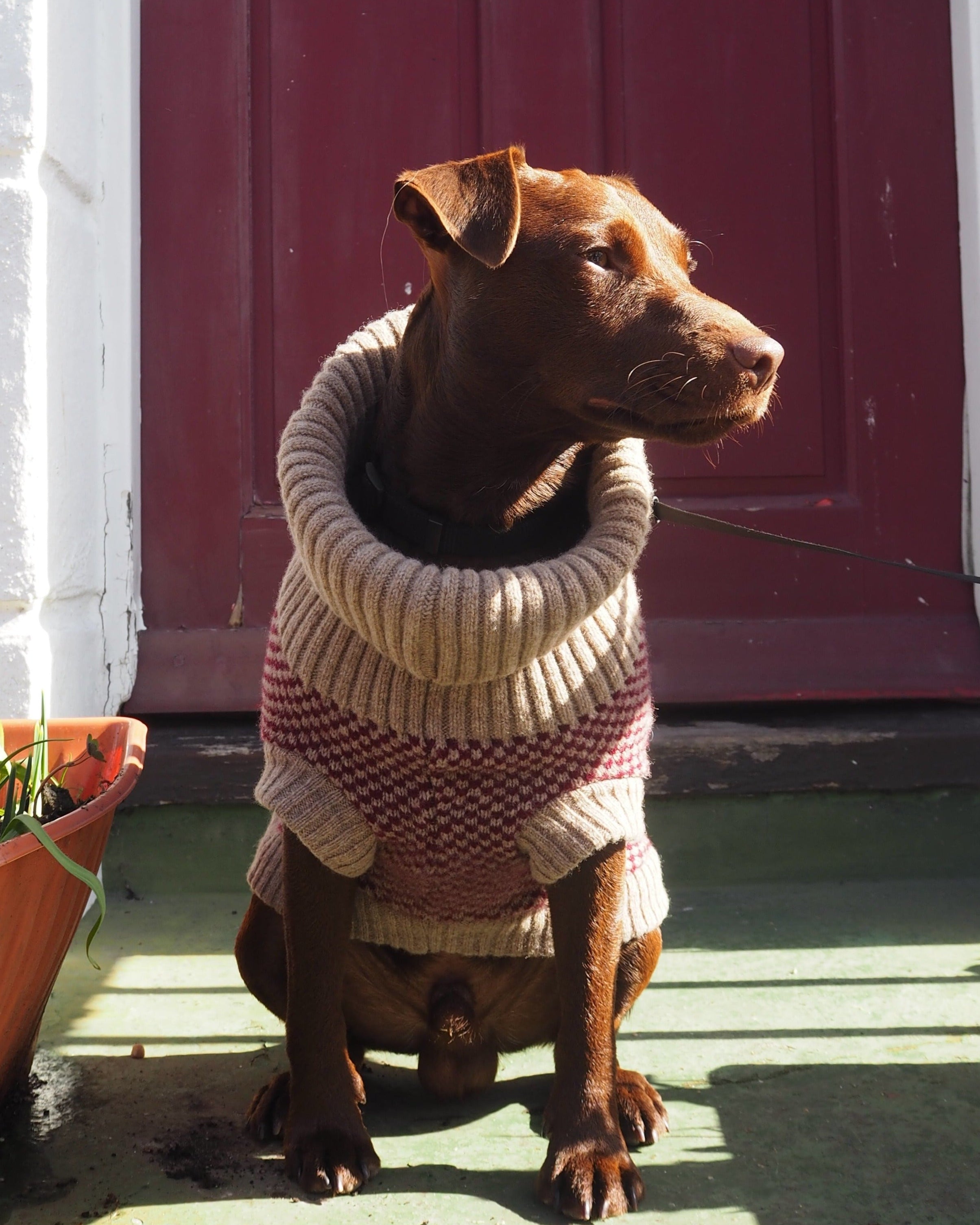 patterdale in a burgundy dog jumper