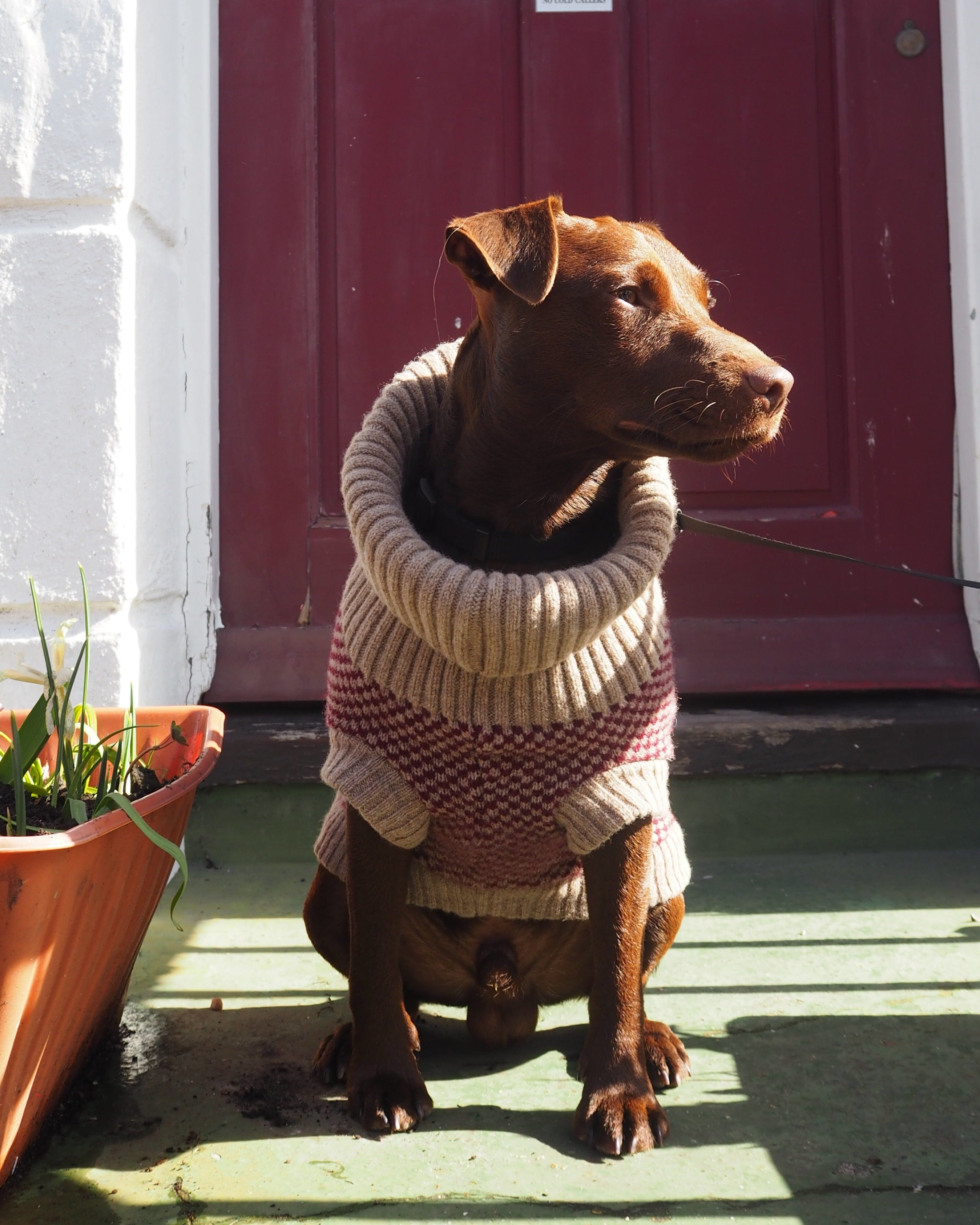 patterdale in a burgundy dog jumper
