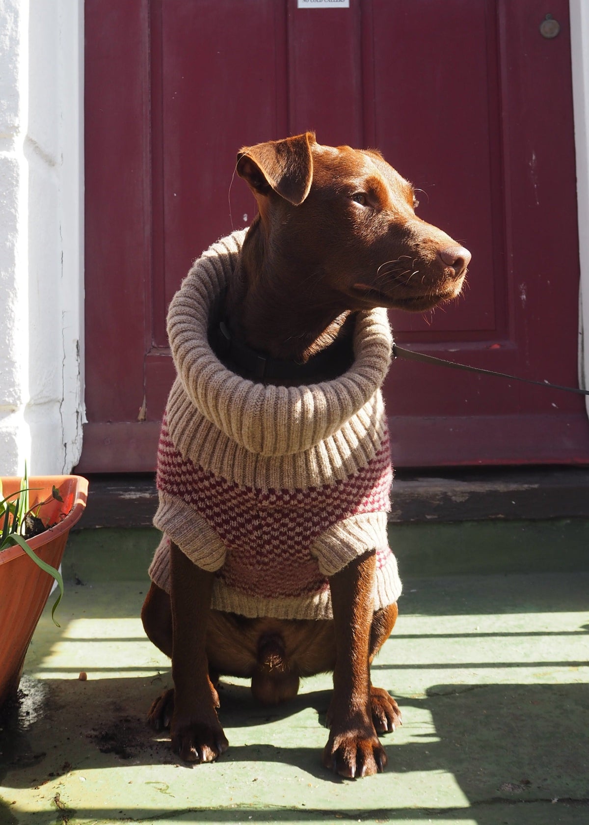 patterdale in a burgundy dog jumper