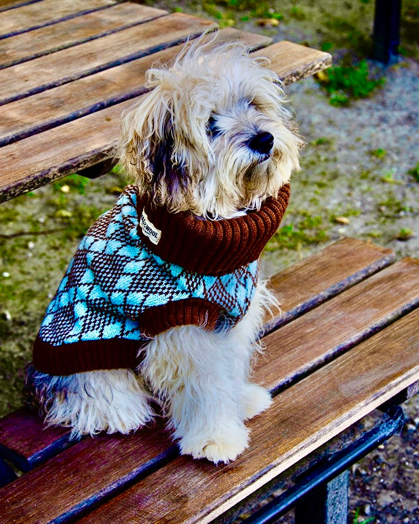 poodle in a brown and turquoise jumper