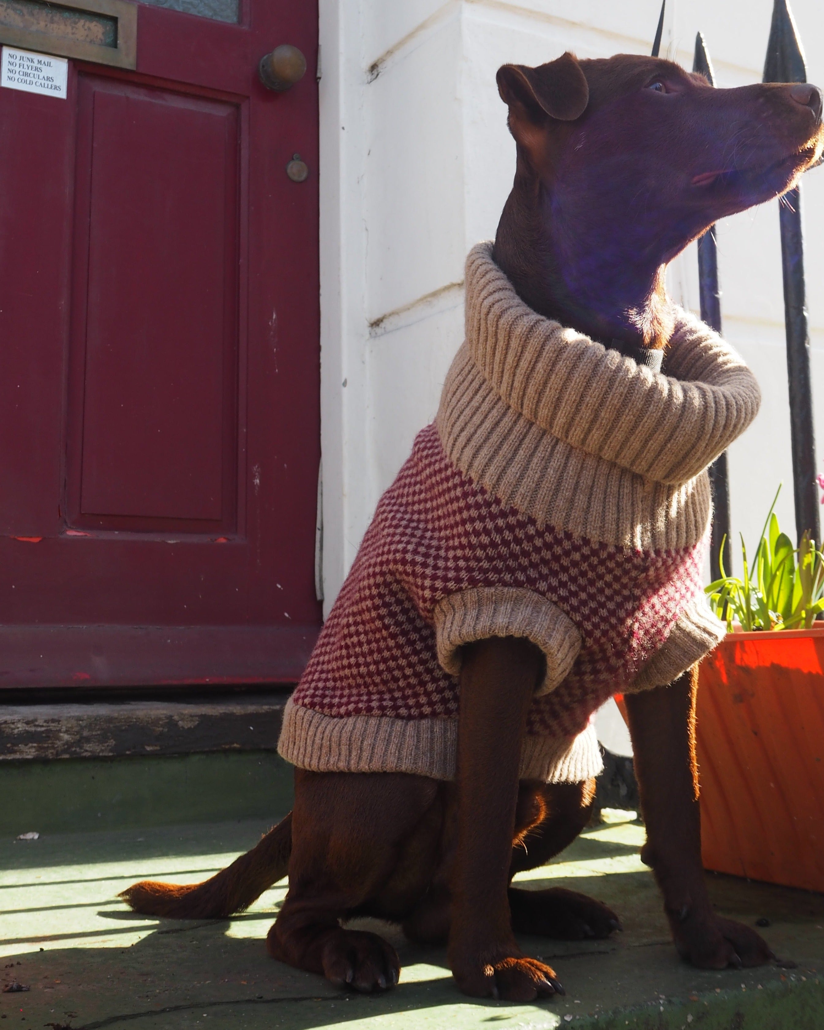 dog in a knitted jumper