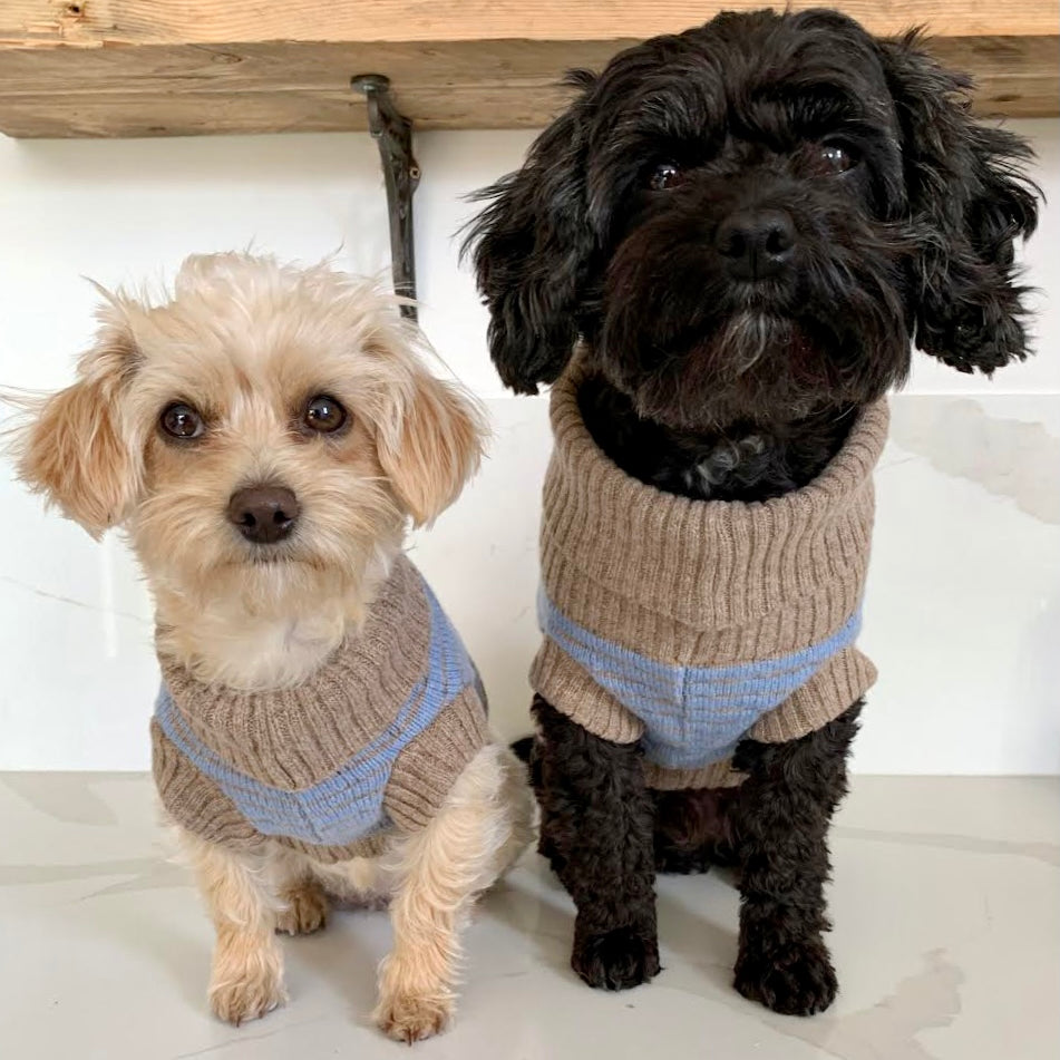 2 dogs in matching blue jumpers