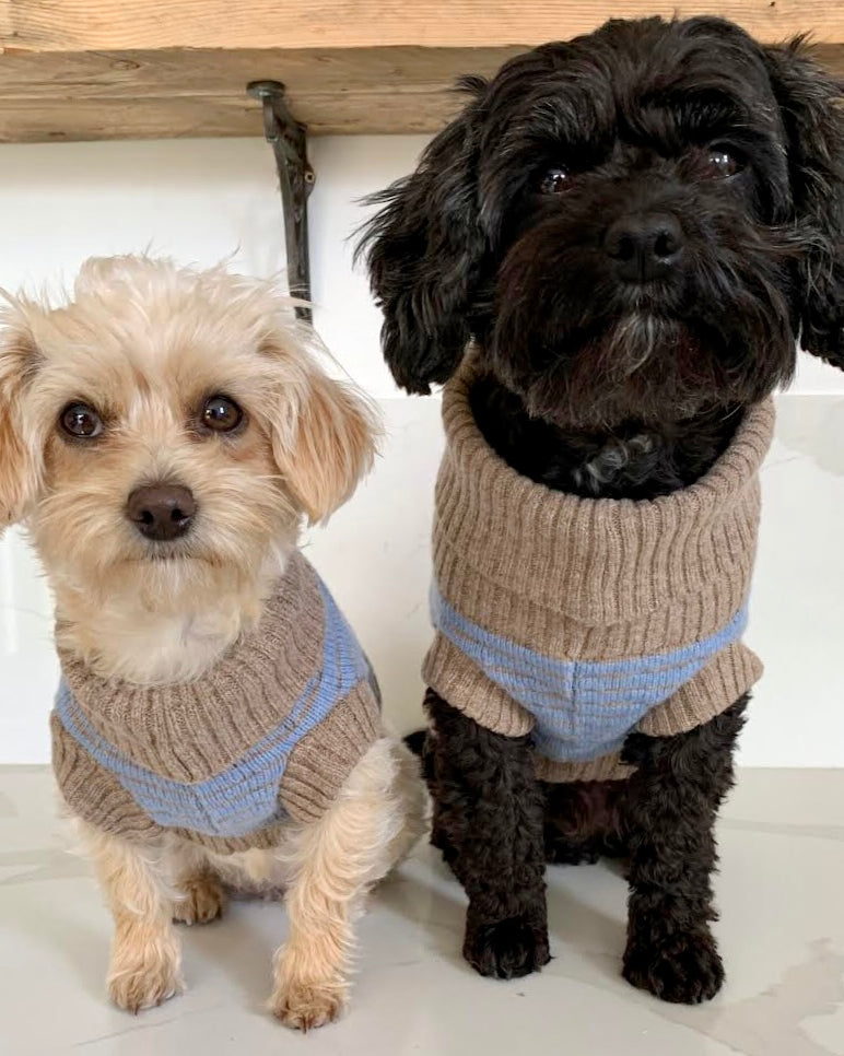 2 dogs in matching blue jumpers