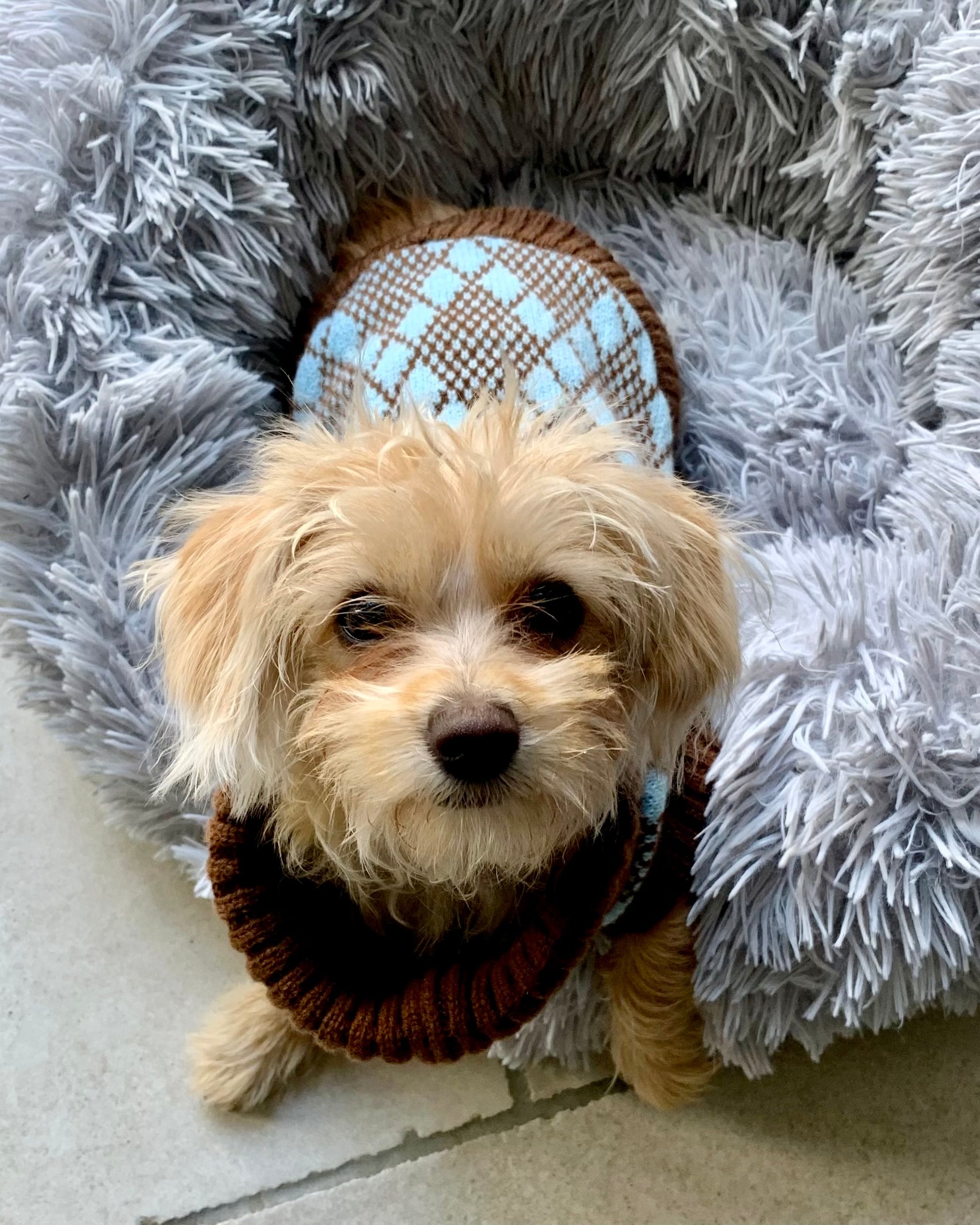 Turquoise and Brown Puppy Jumper