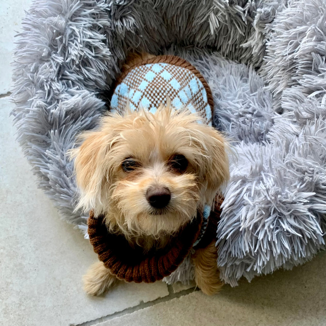 Turquoise and Brown Puppy Jumper 