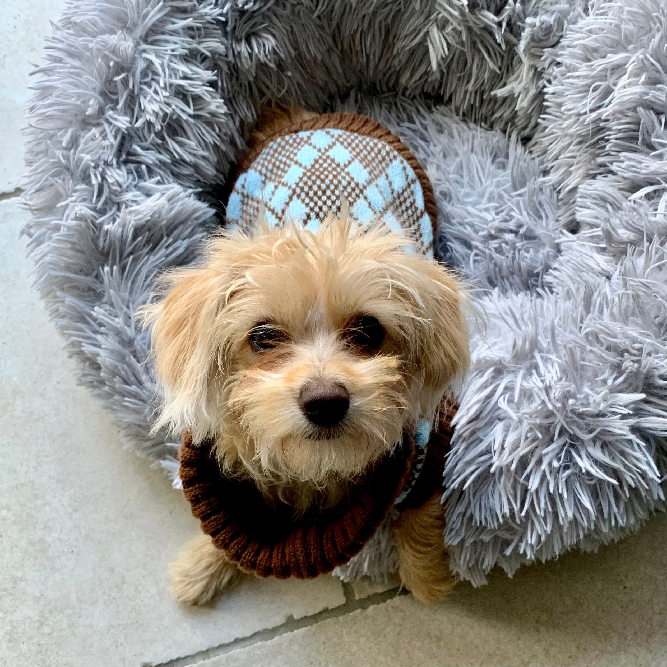 Turquoise and Brown Puppy Jumper