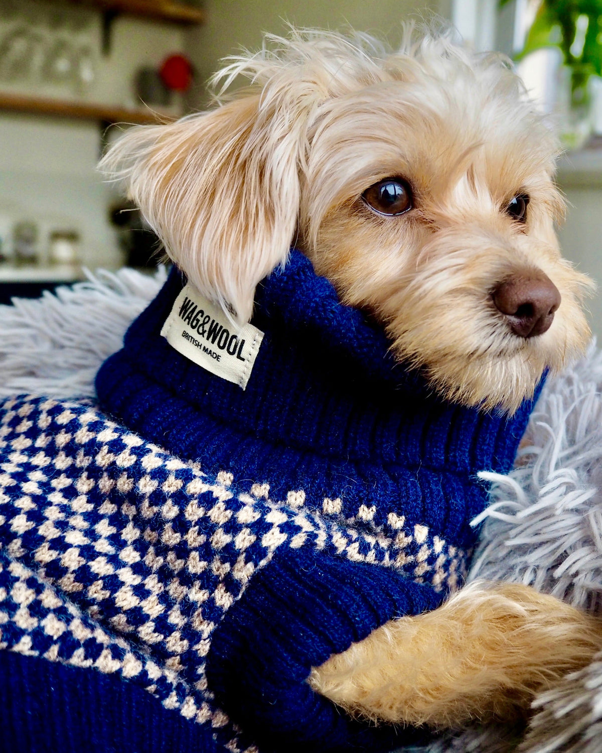 chipoo in a navy dog jumper