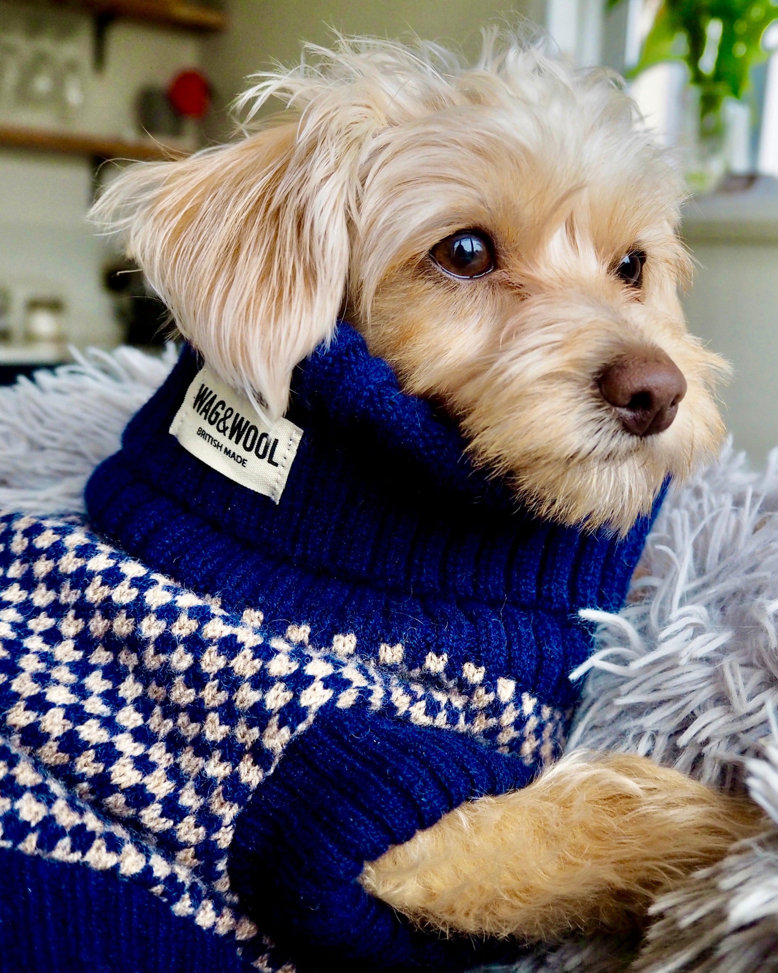 chipoo in a navy dog jumper
