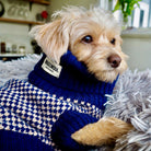 chipoo in a navy dog jumper