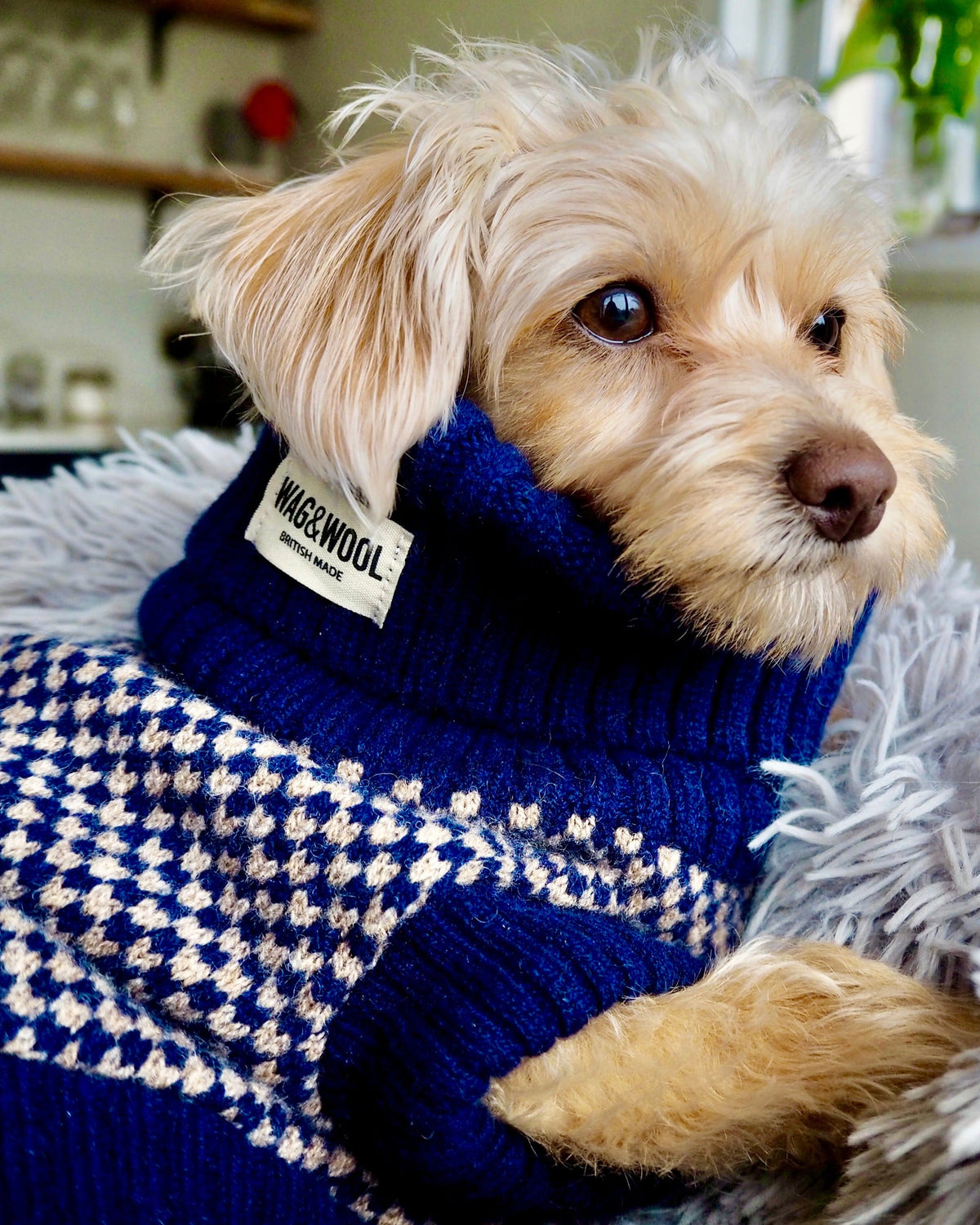 puppy in a navy jumper