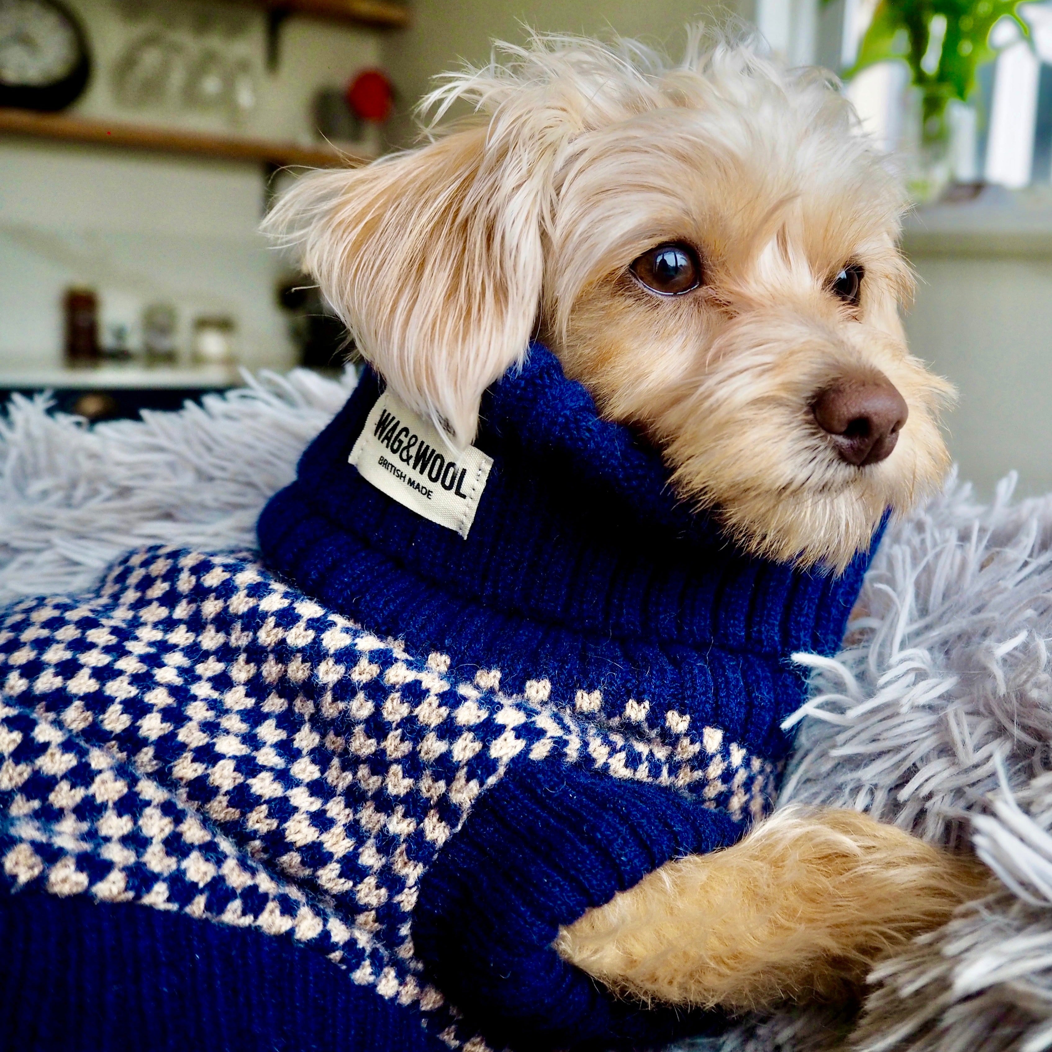 puppy in a navy jumper