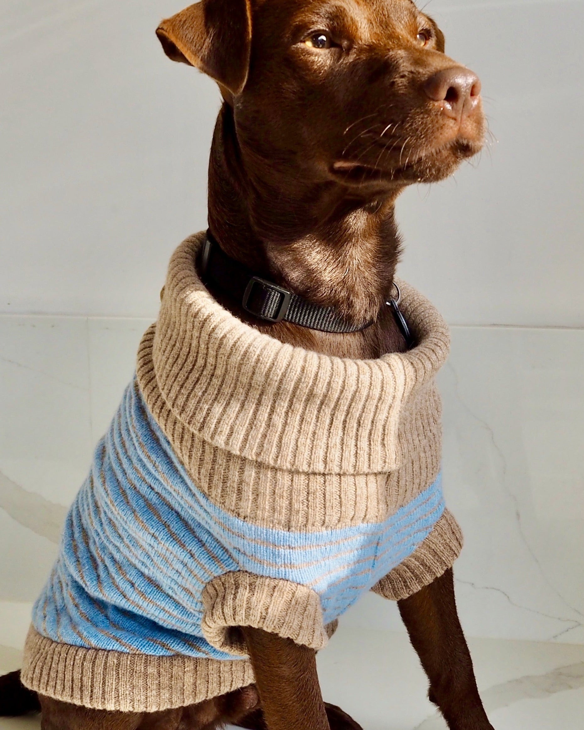 blue dog jumper on a patterdale
