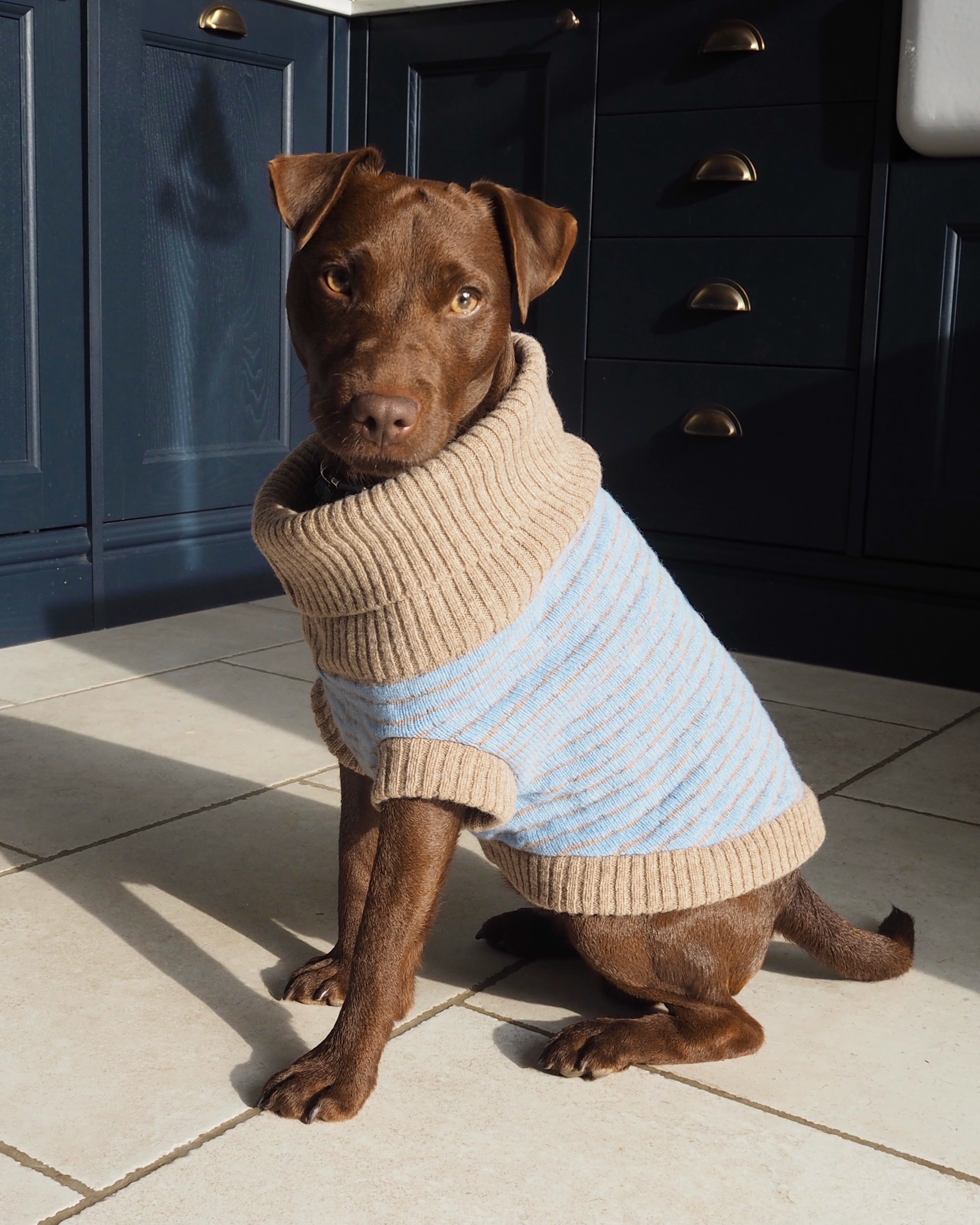 patterdale in a light blue jumper